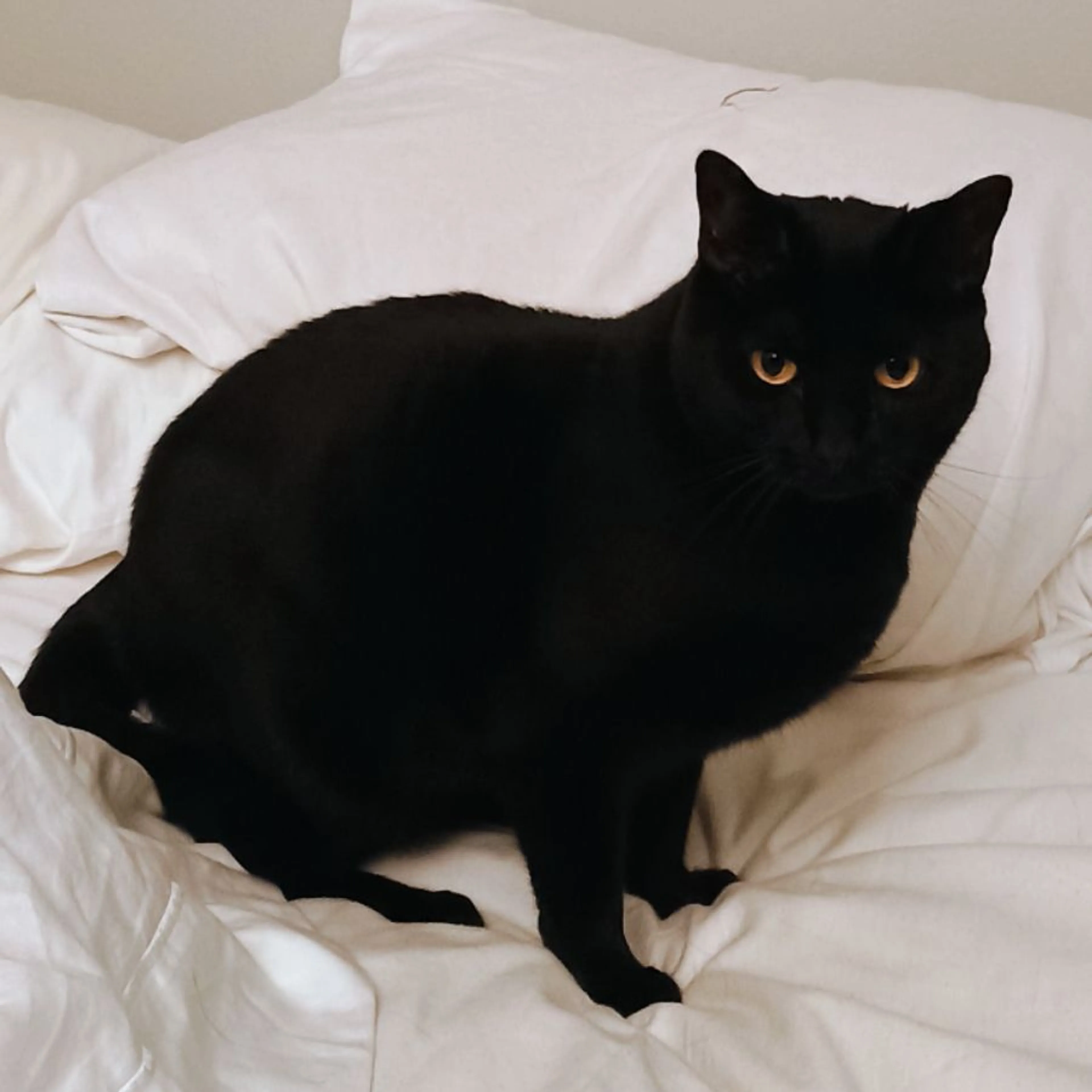 Lost pet-0