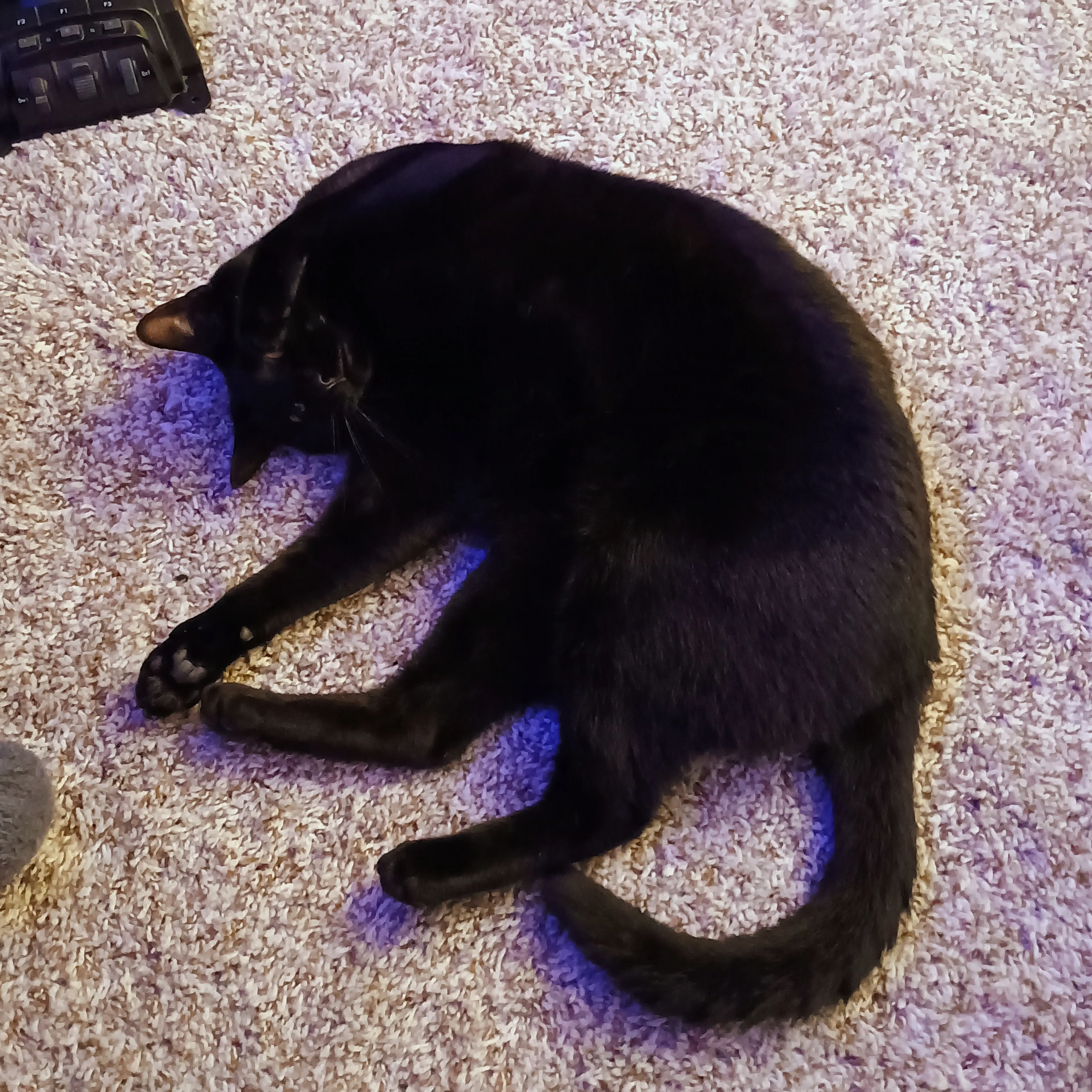 Lost pet-1