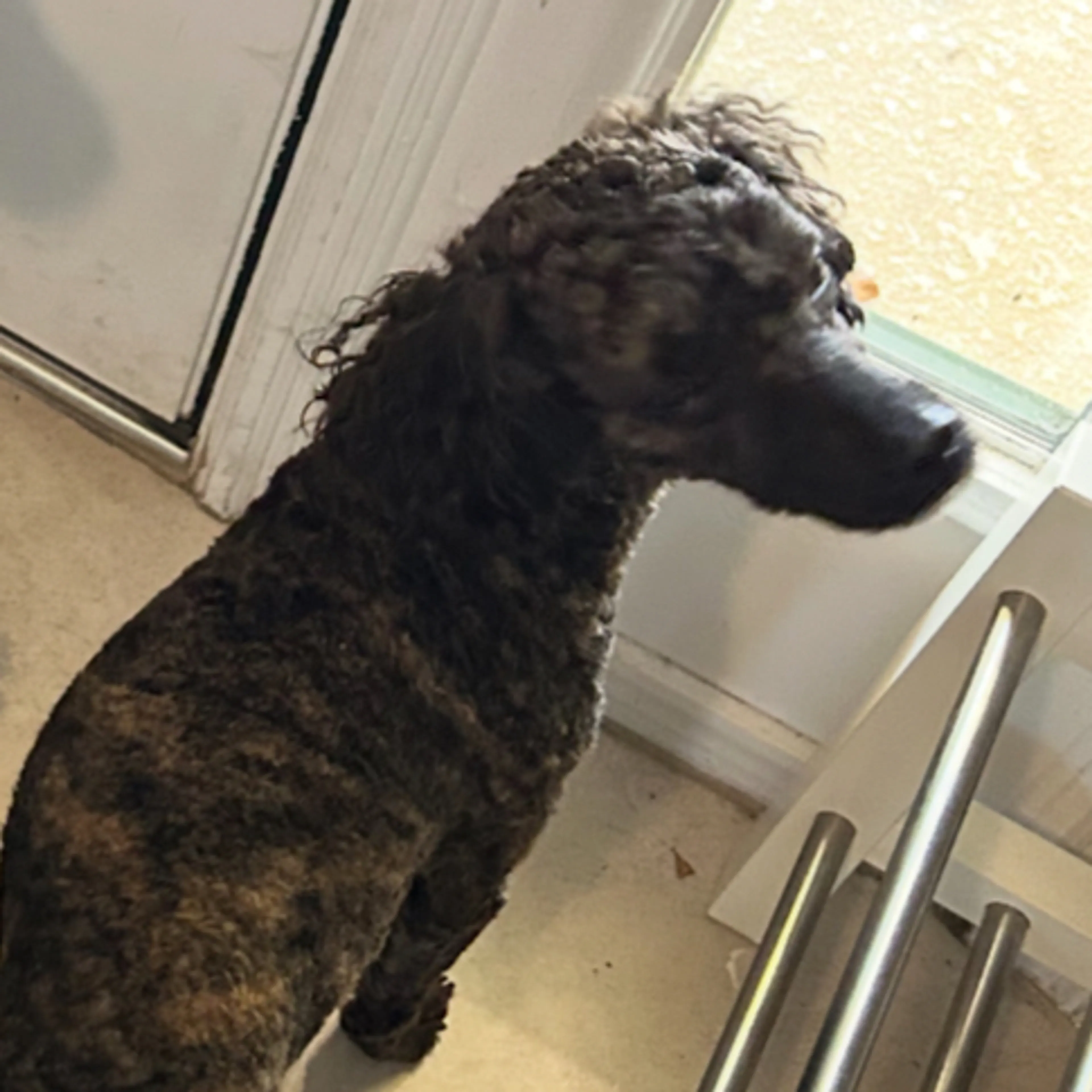 Lost pet-1