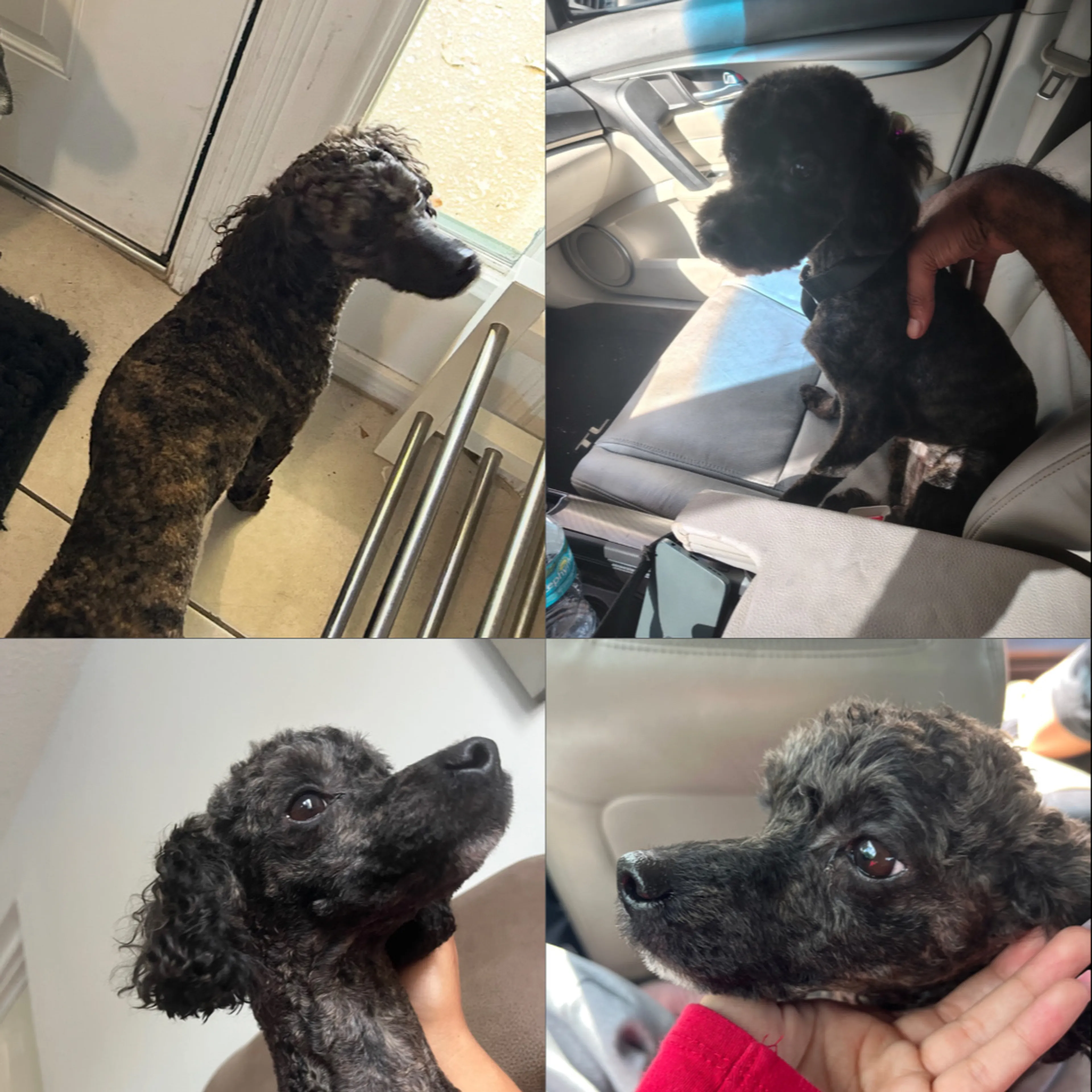 Lost pet-3