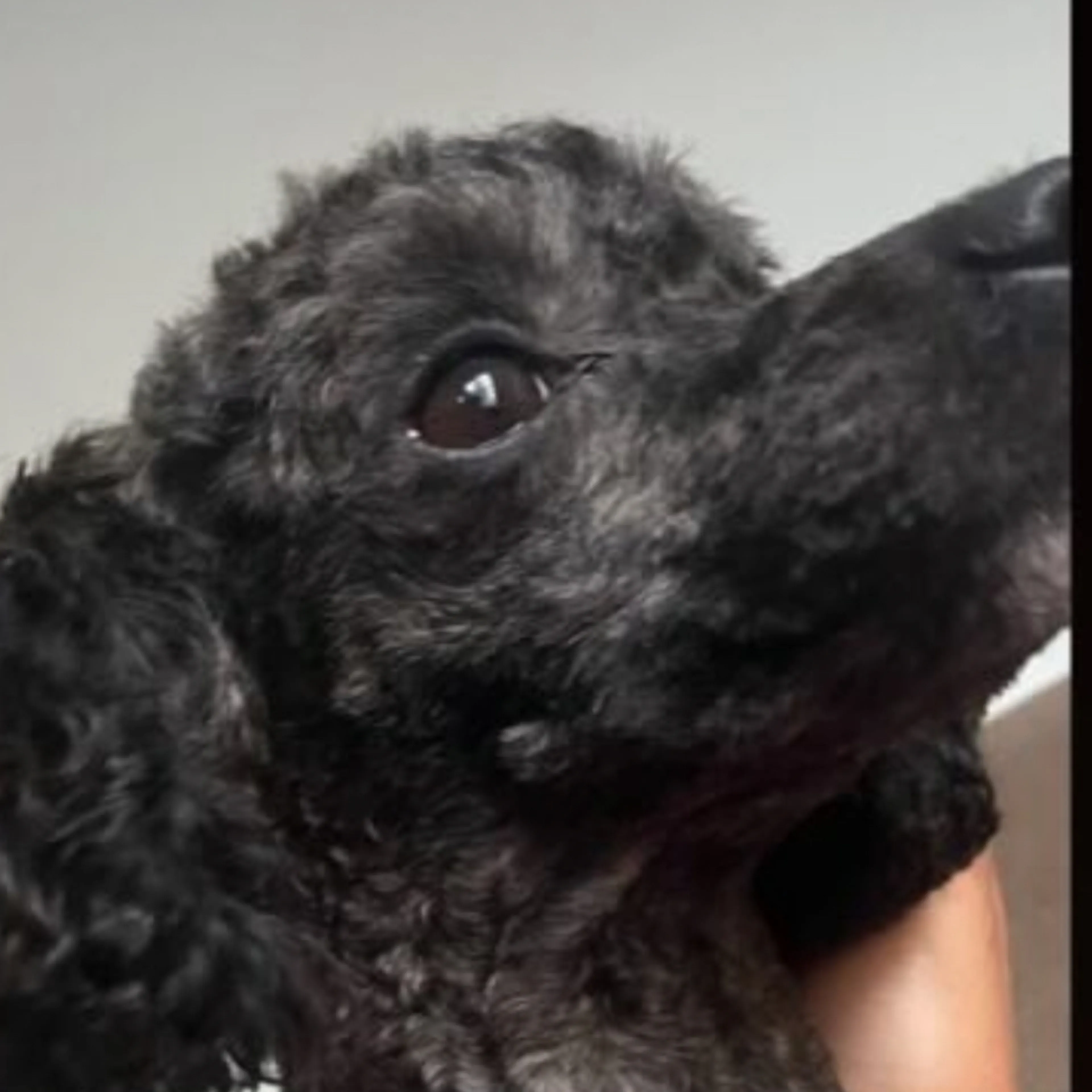 Lost pet-2