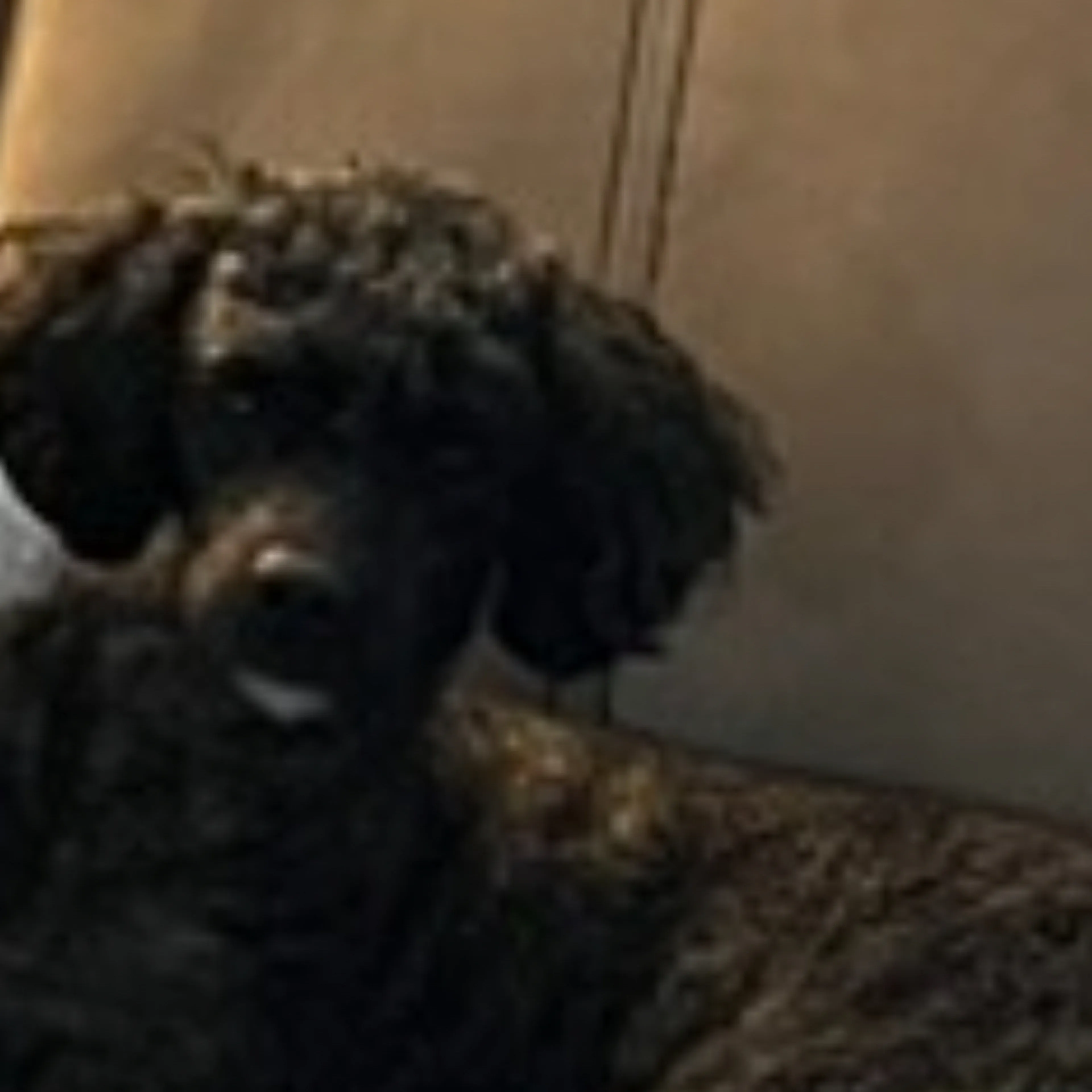 Lost pet-0