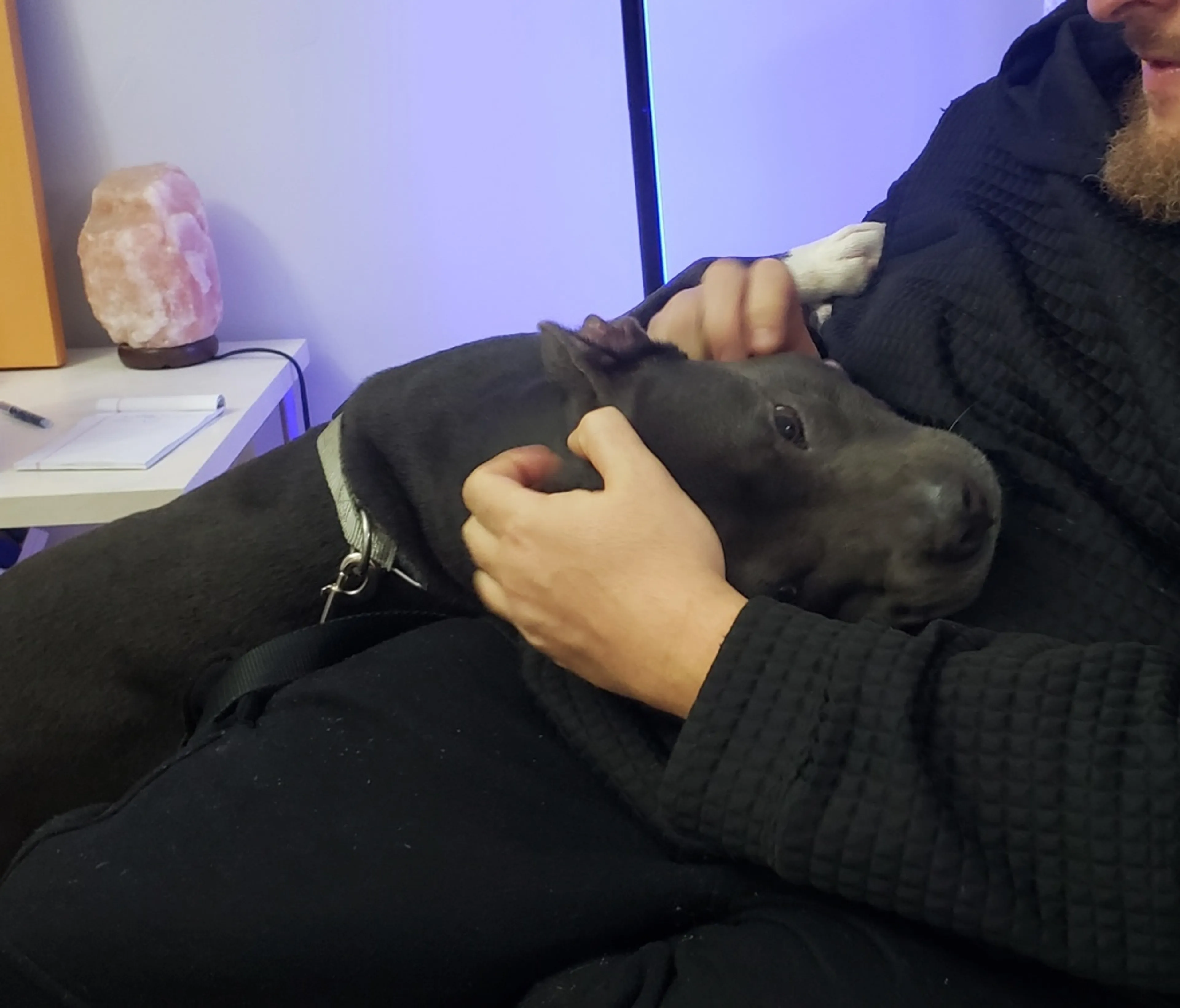 Found pet-1