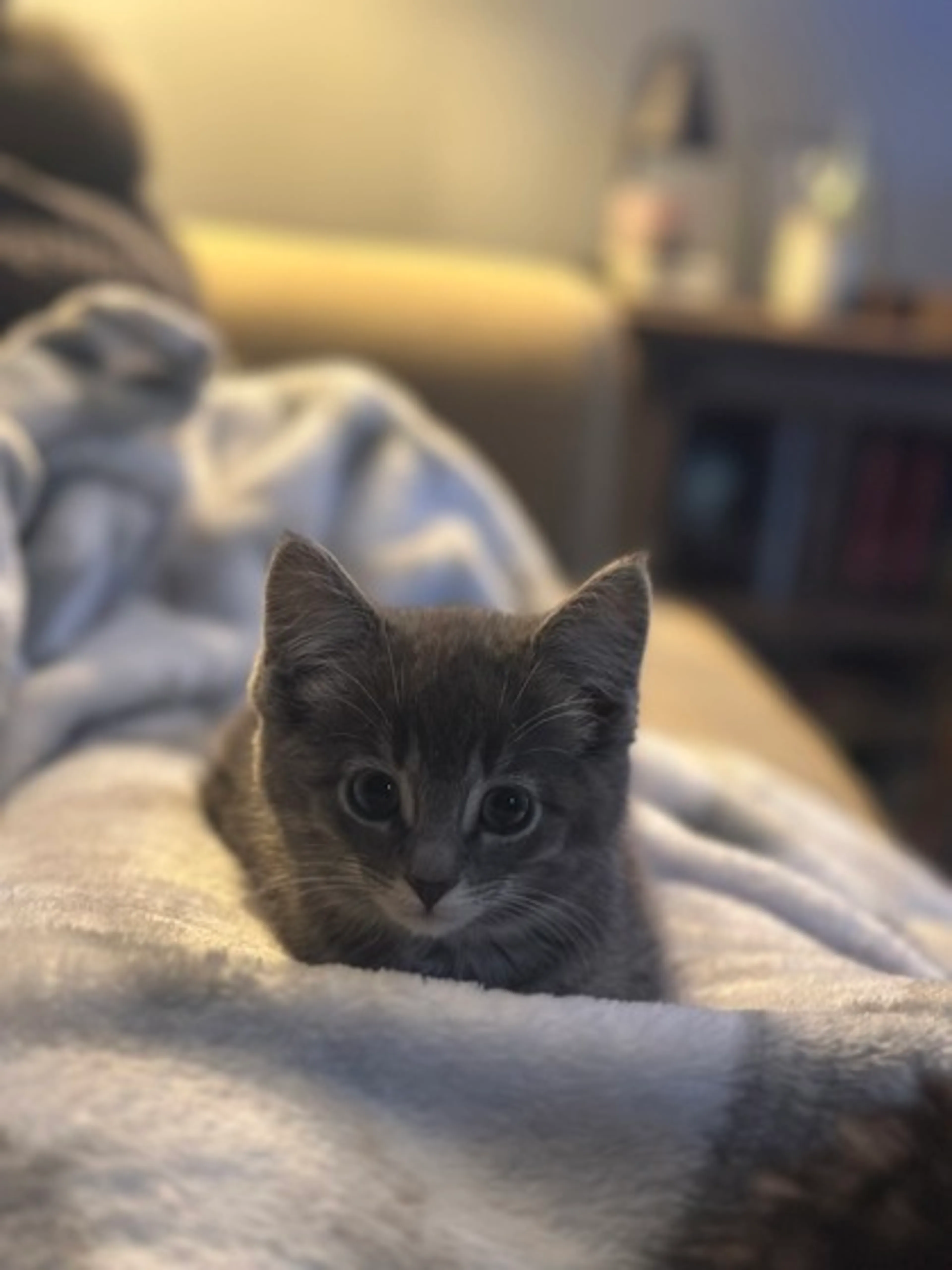 Found pet-1