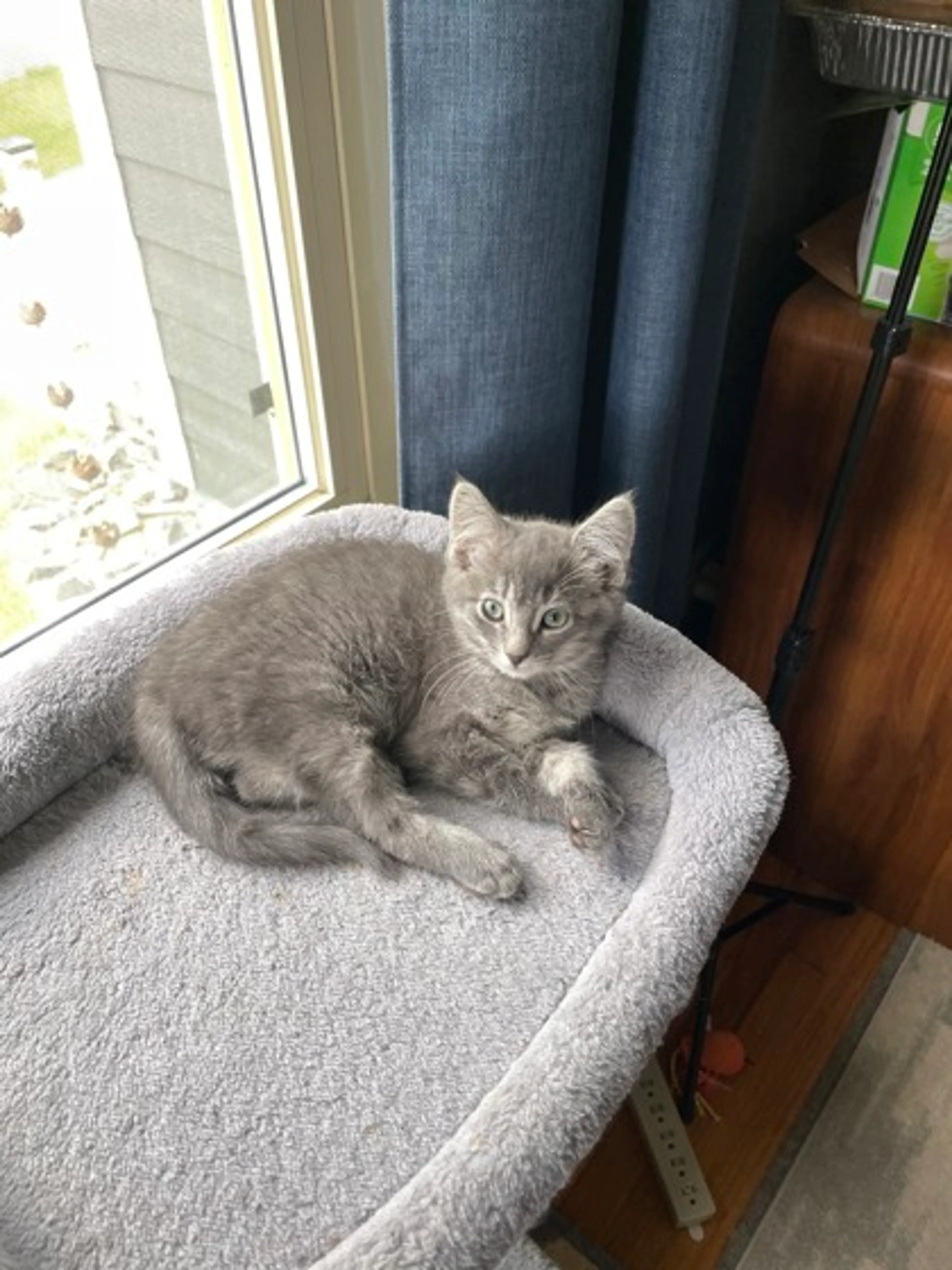 Found pet-0