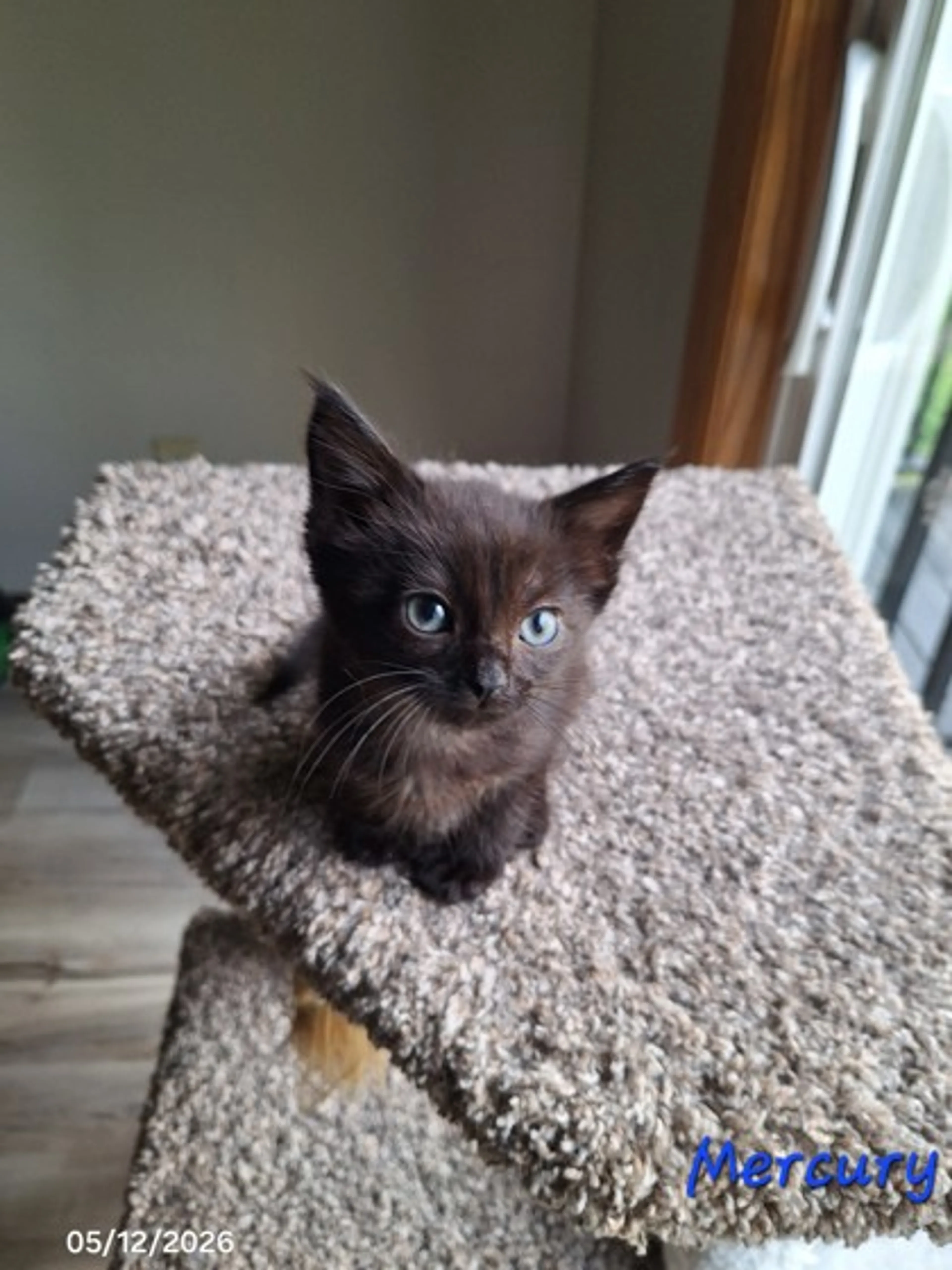 Found pet