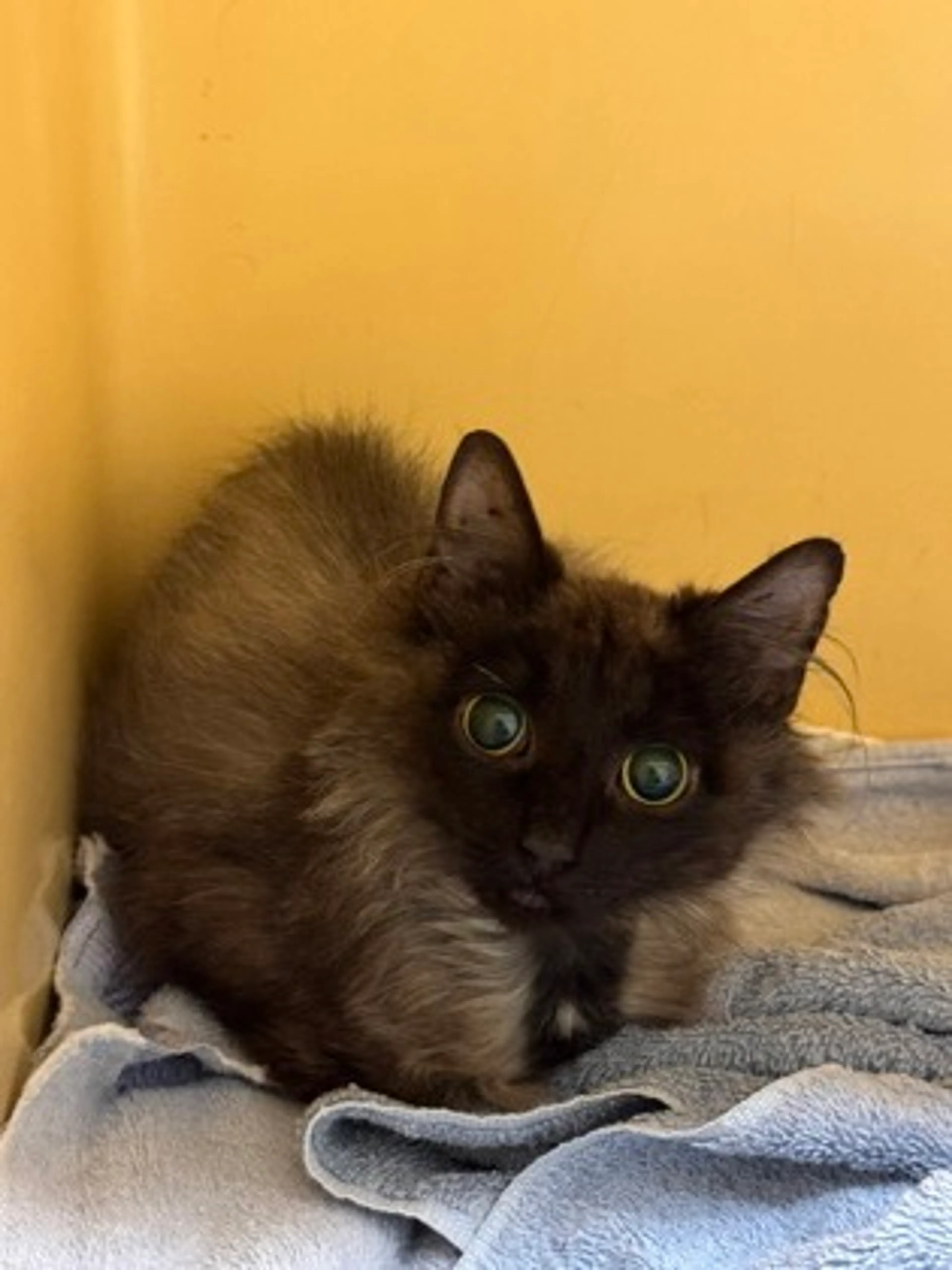 Found pet