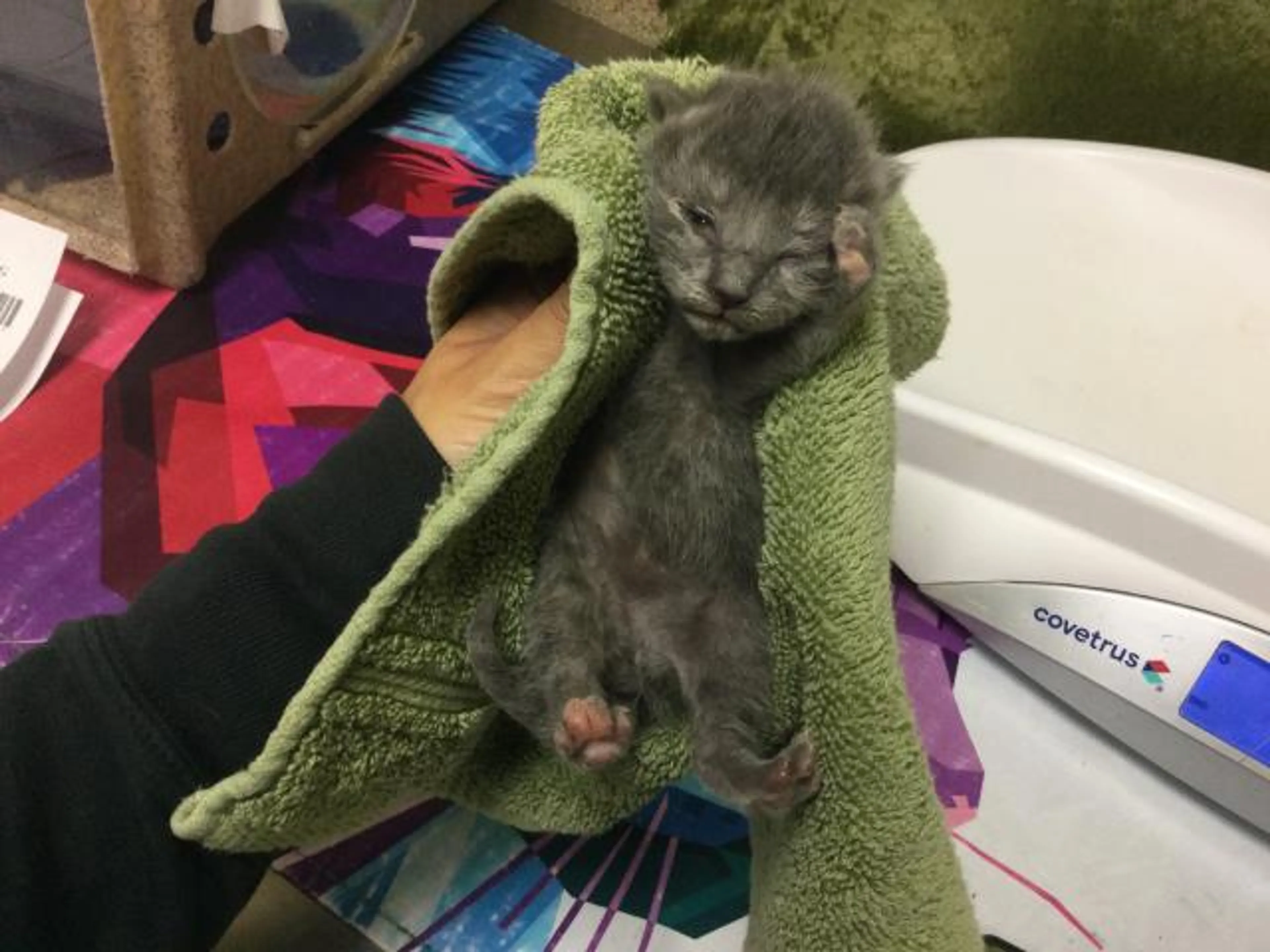 Found pet