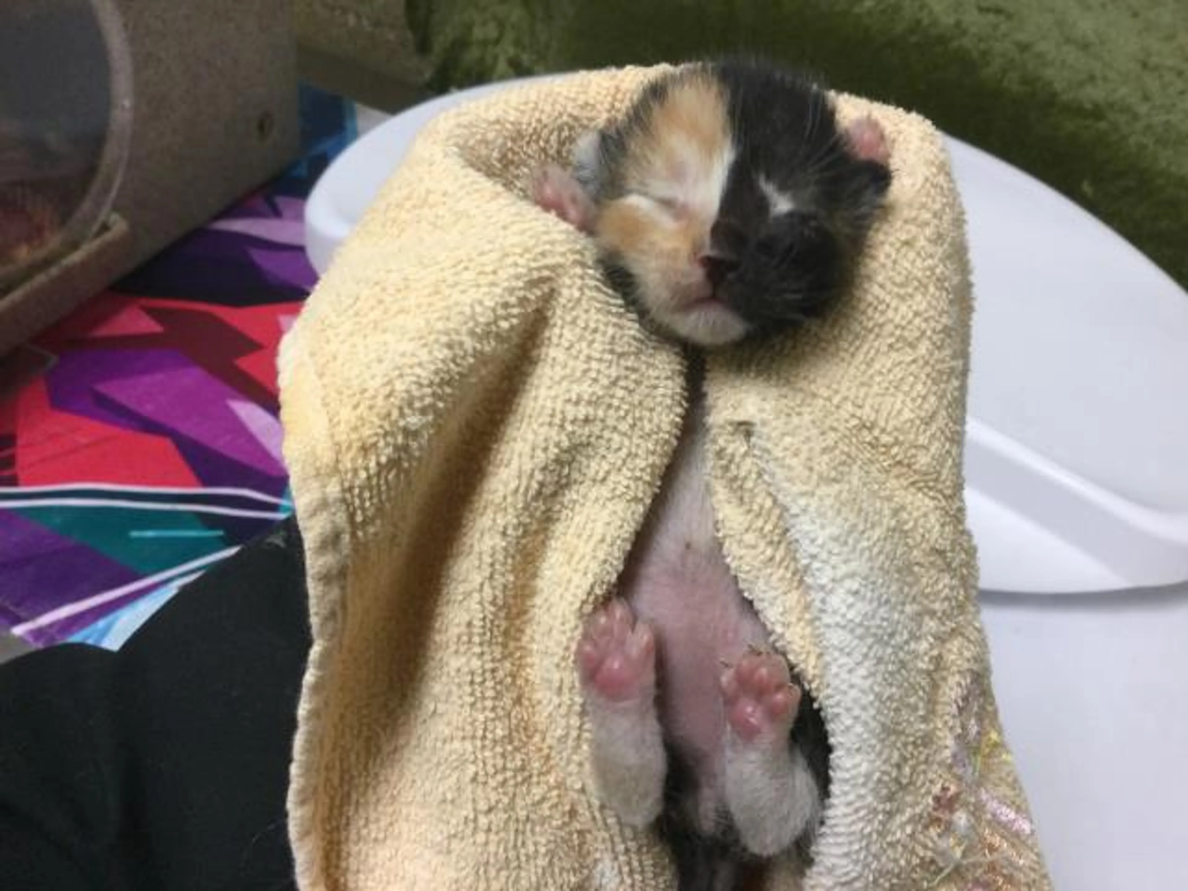 Found pet