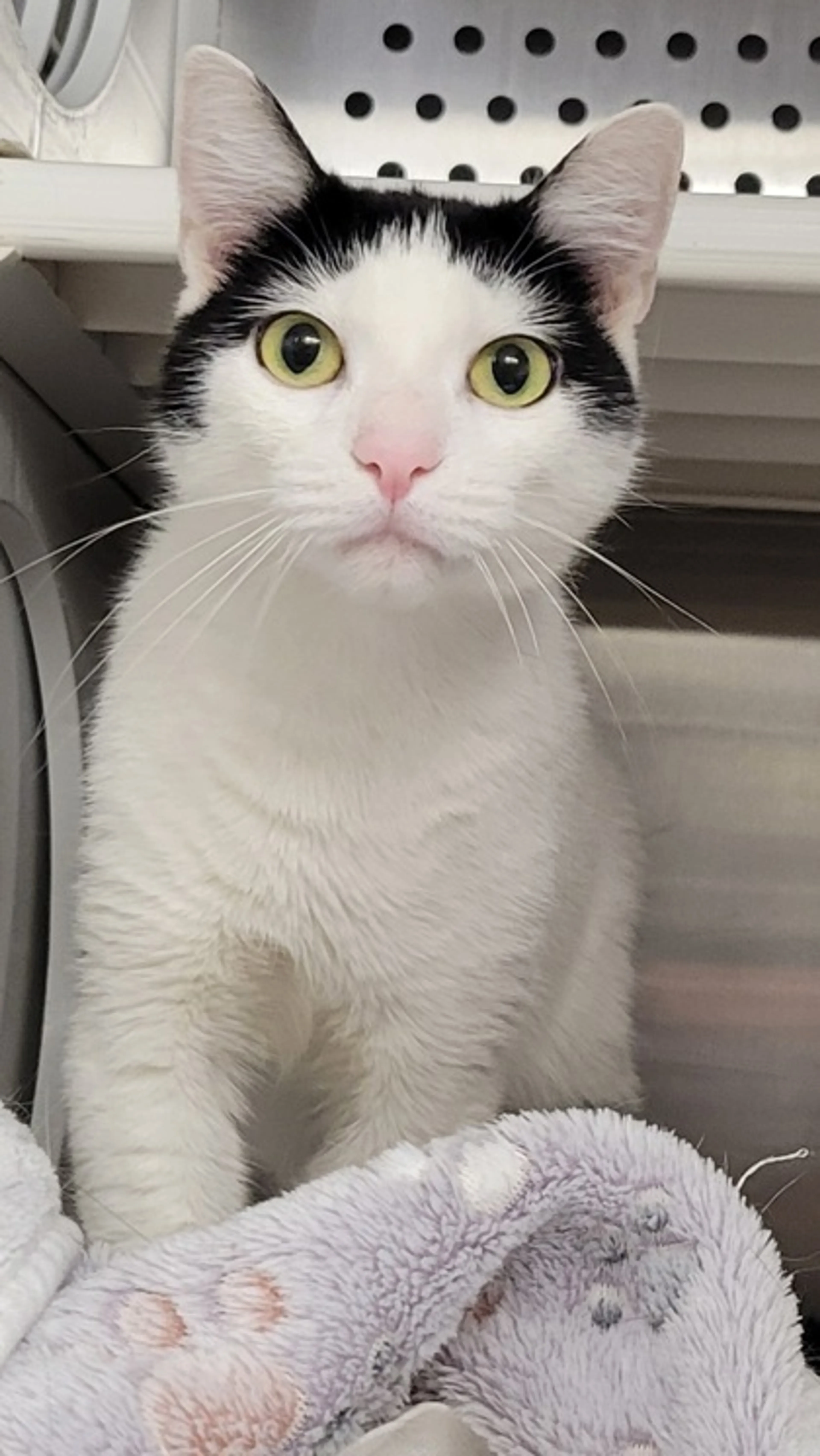 Found pet