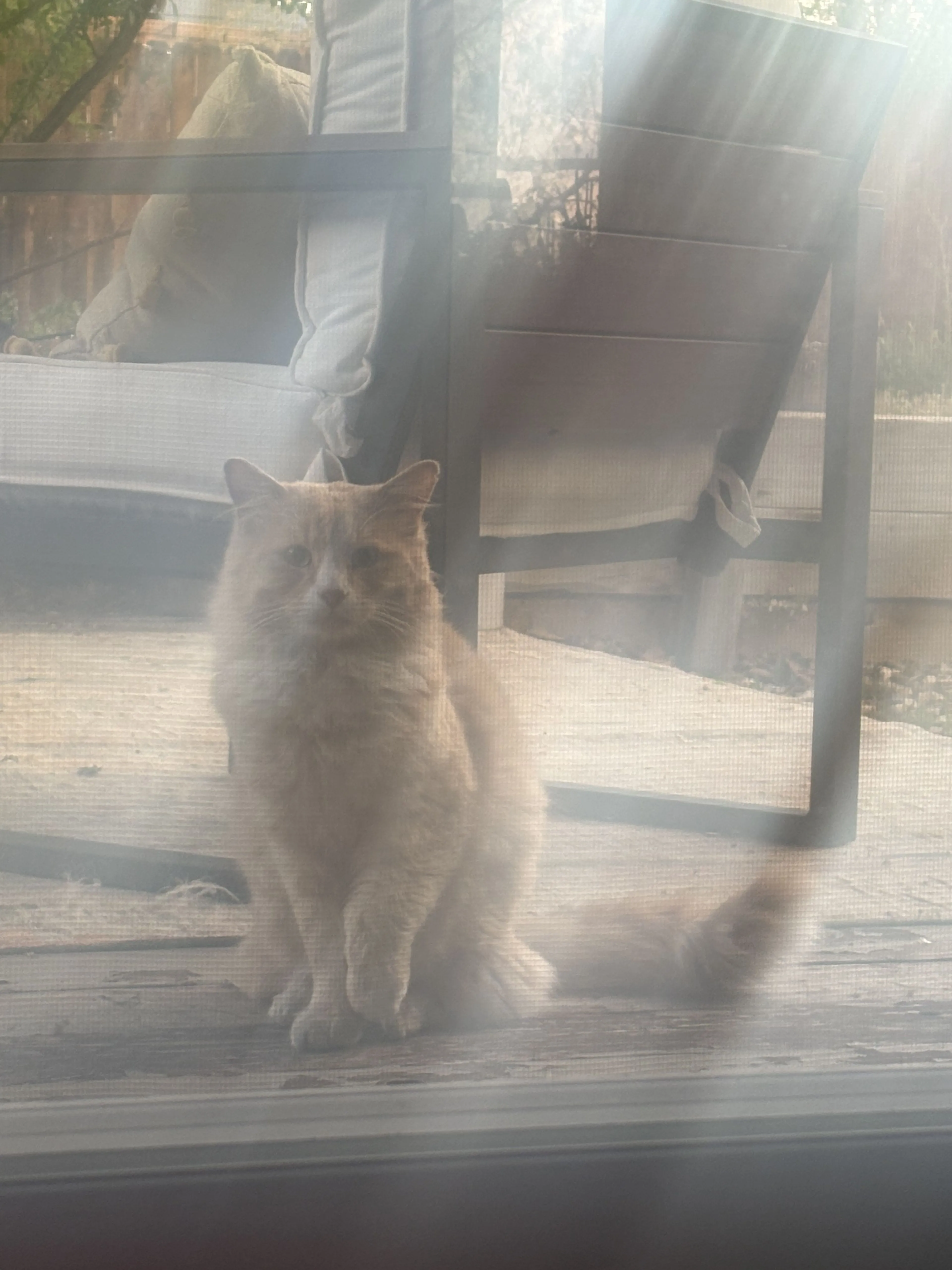 Lost pet