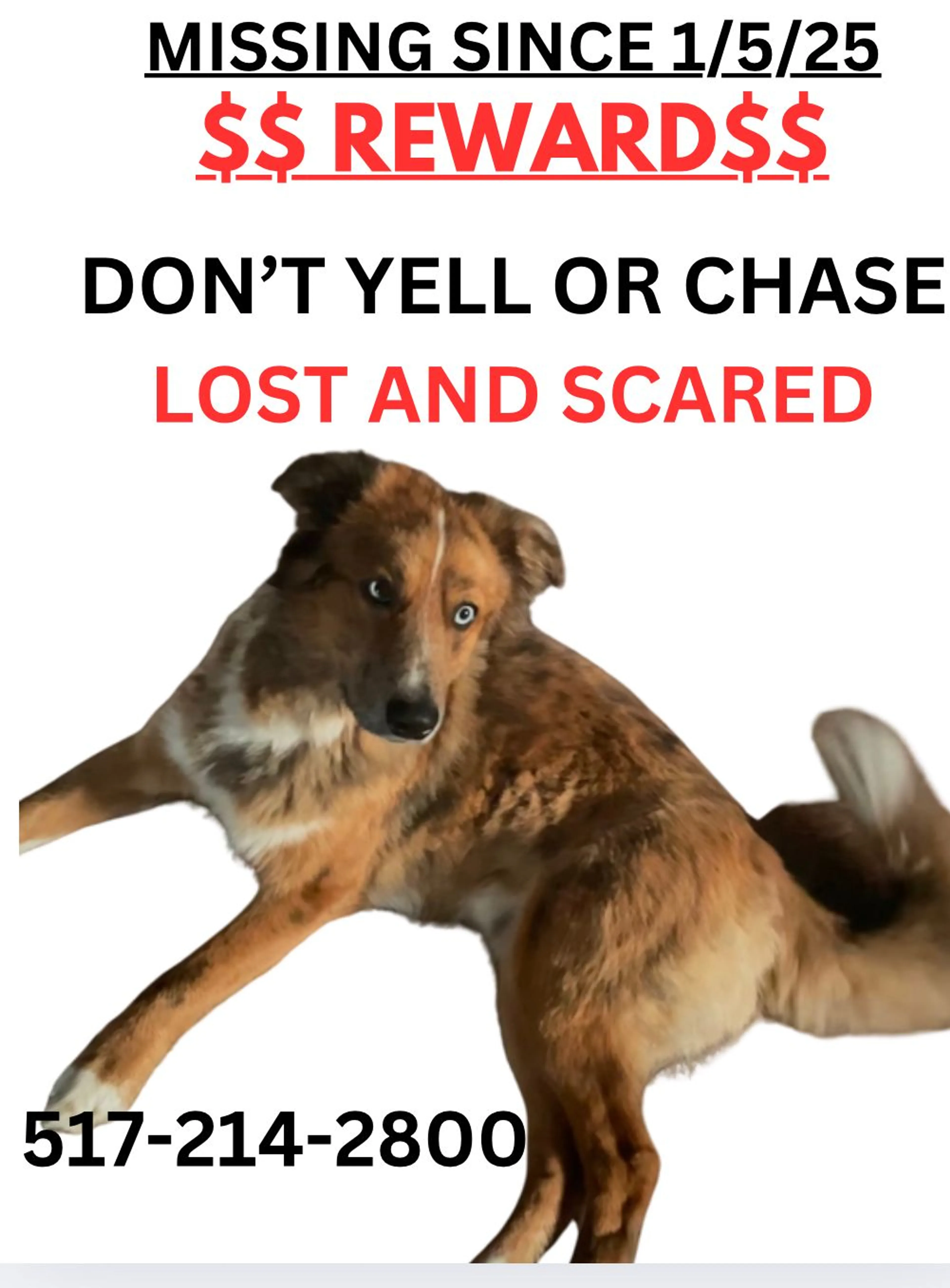 Lost pet