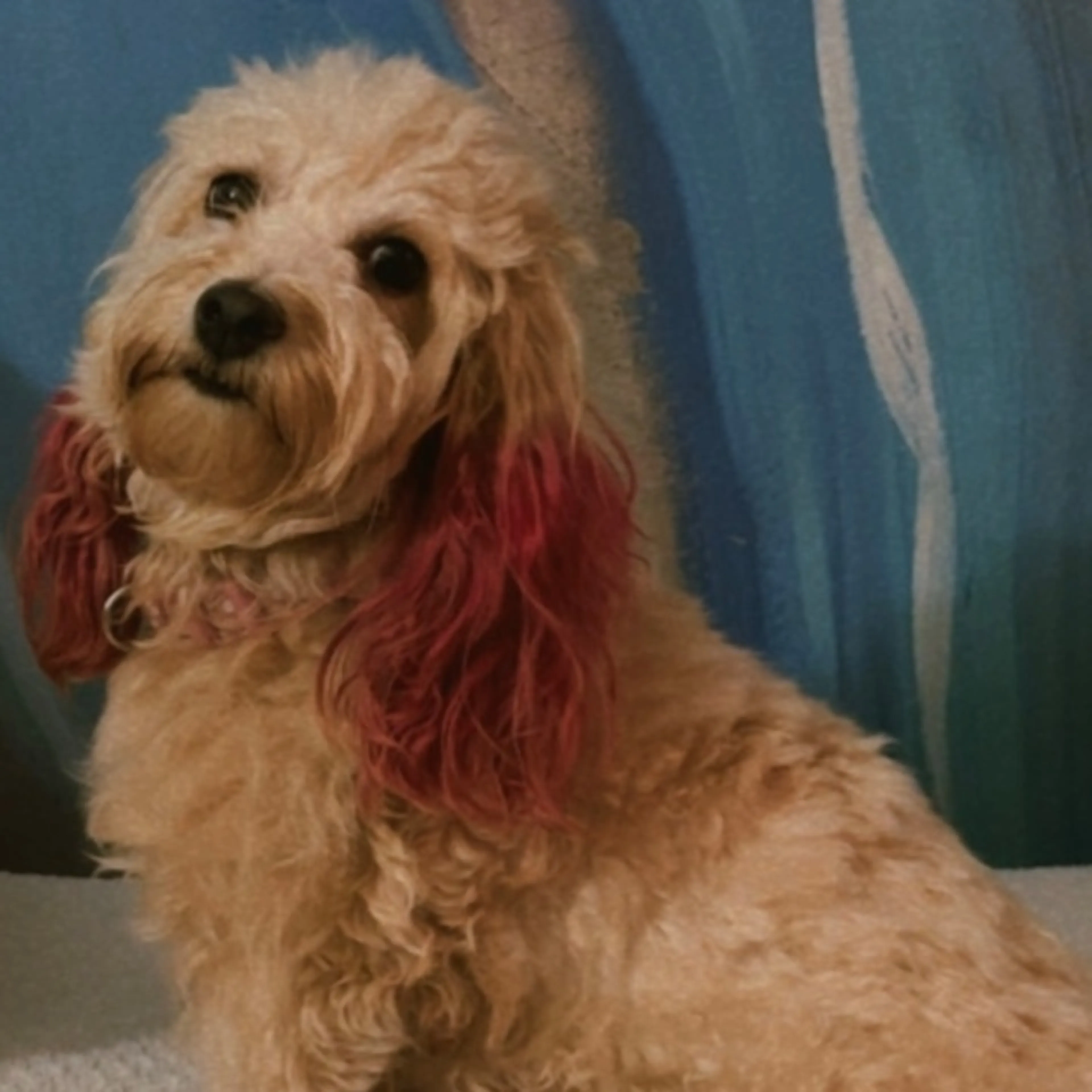 Lost pet