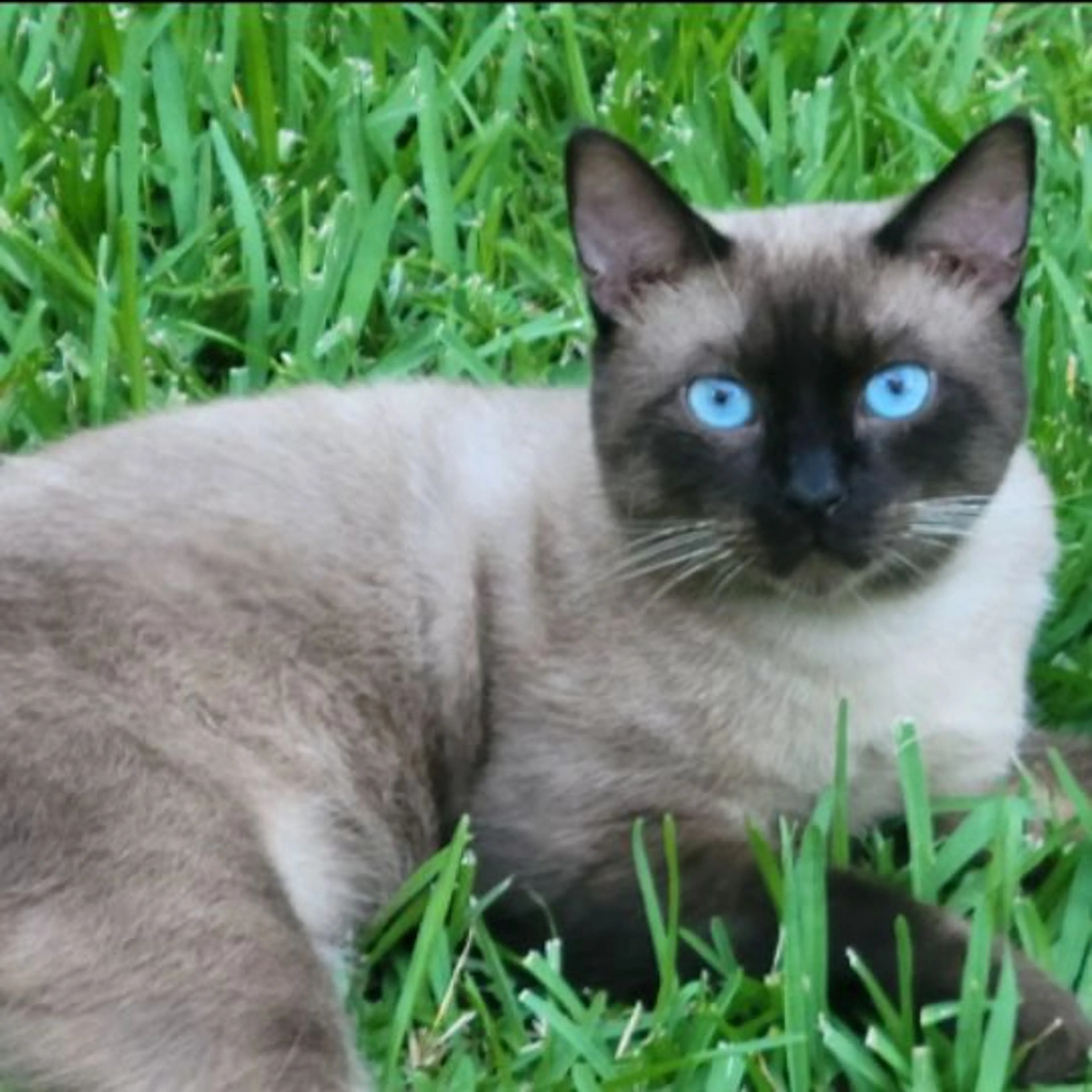 Lost pet