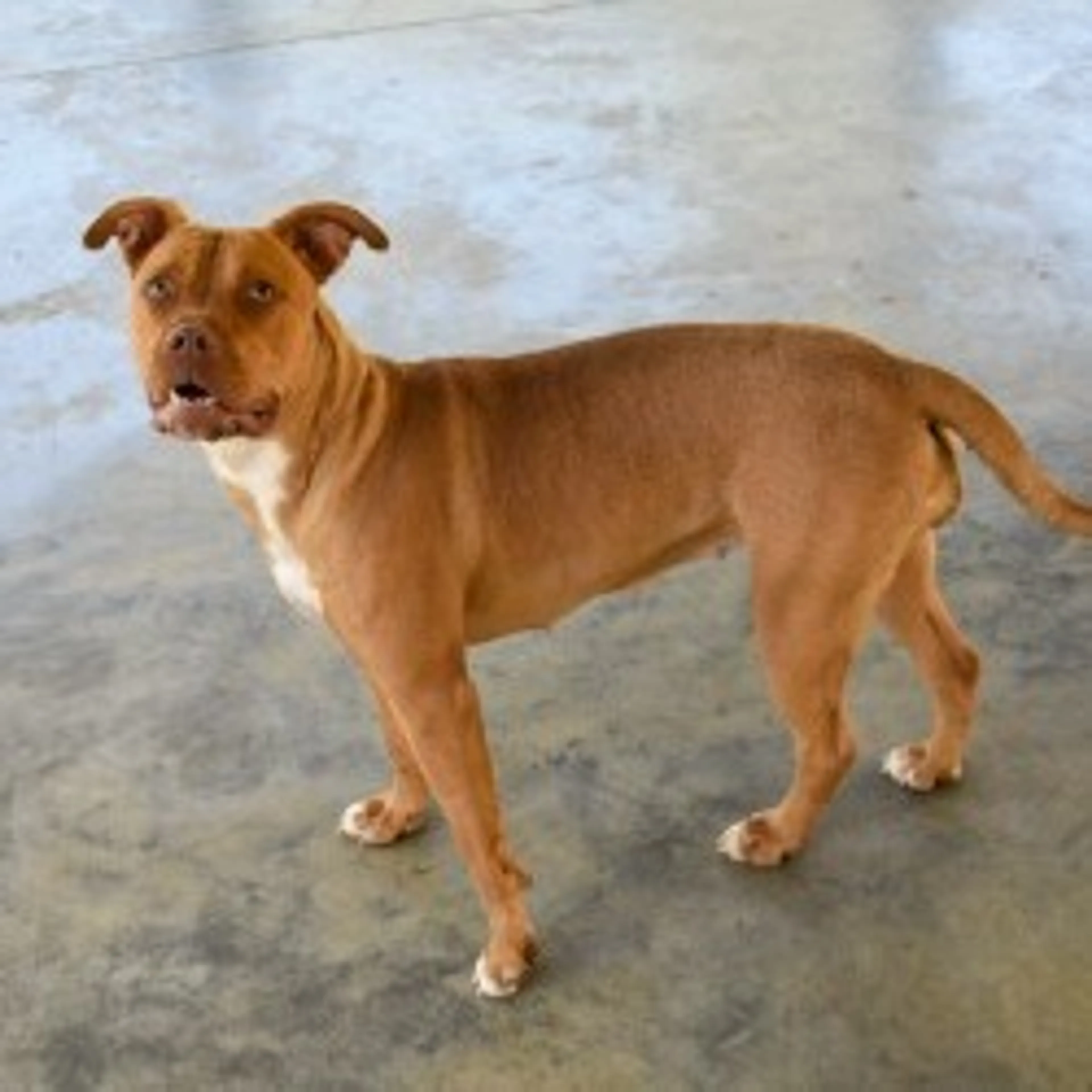 Found pet-2