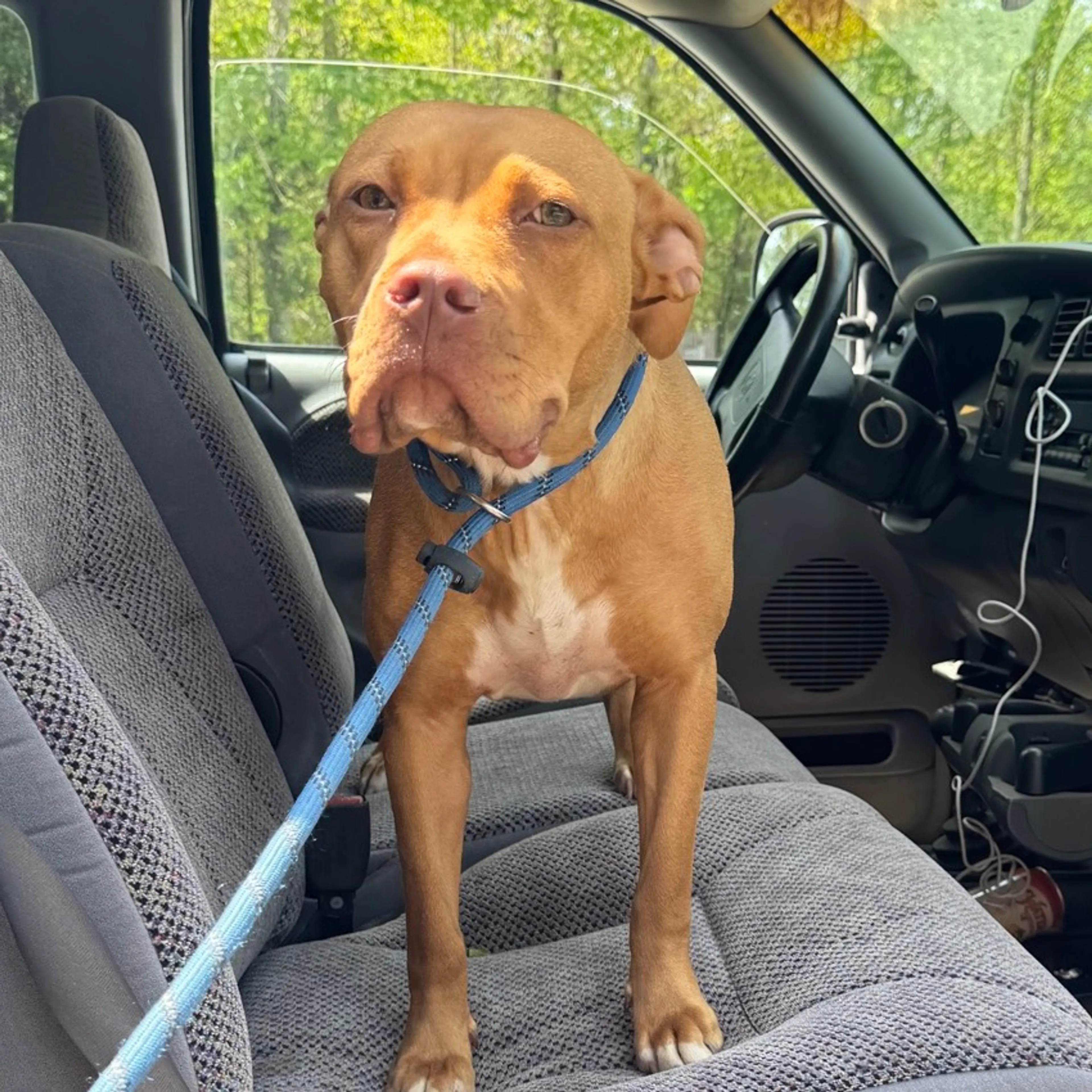 Found pet-1