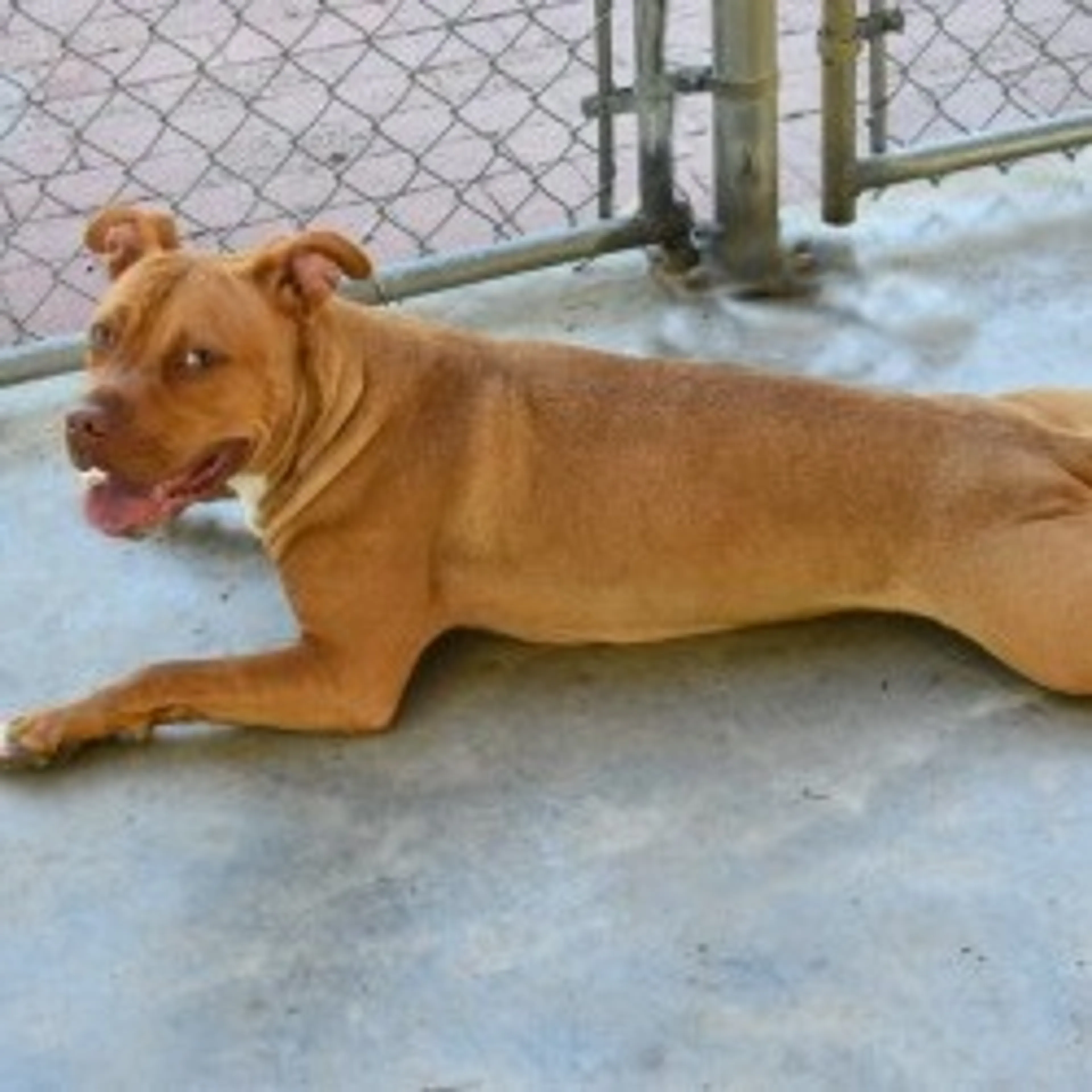 Found pet-3