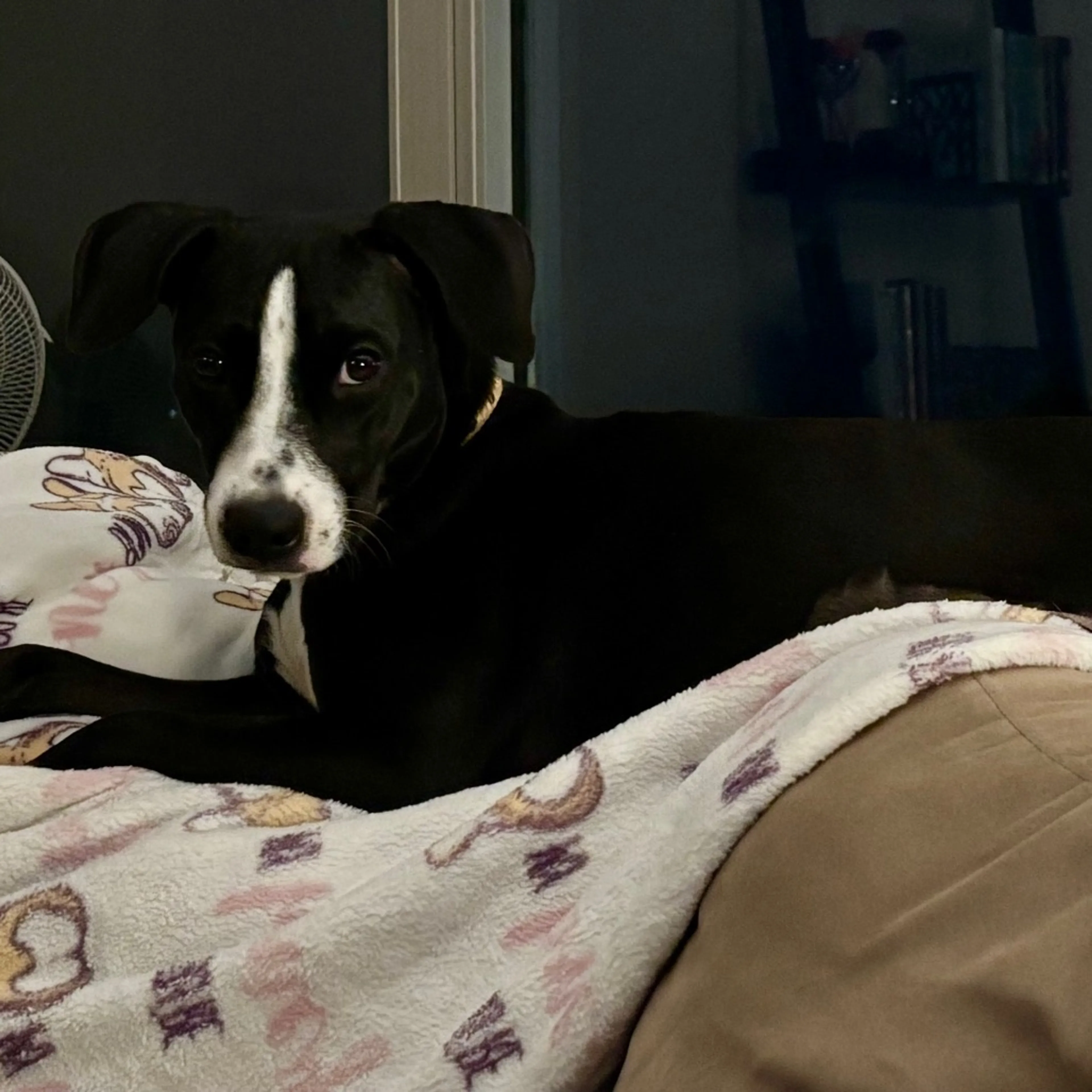 Found pet-18