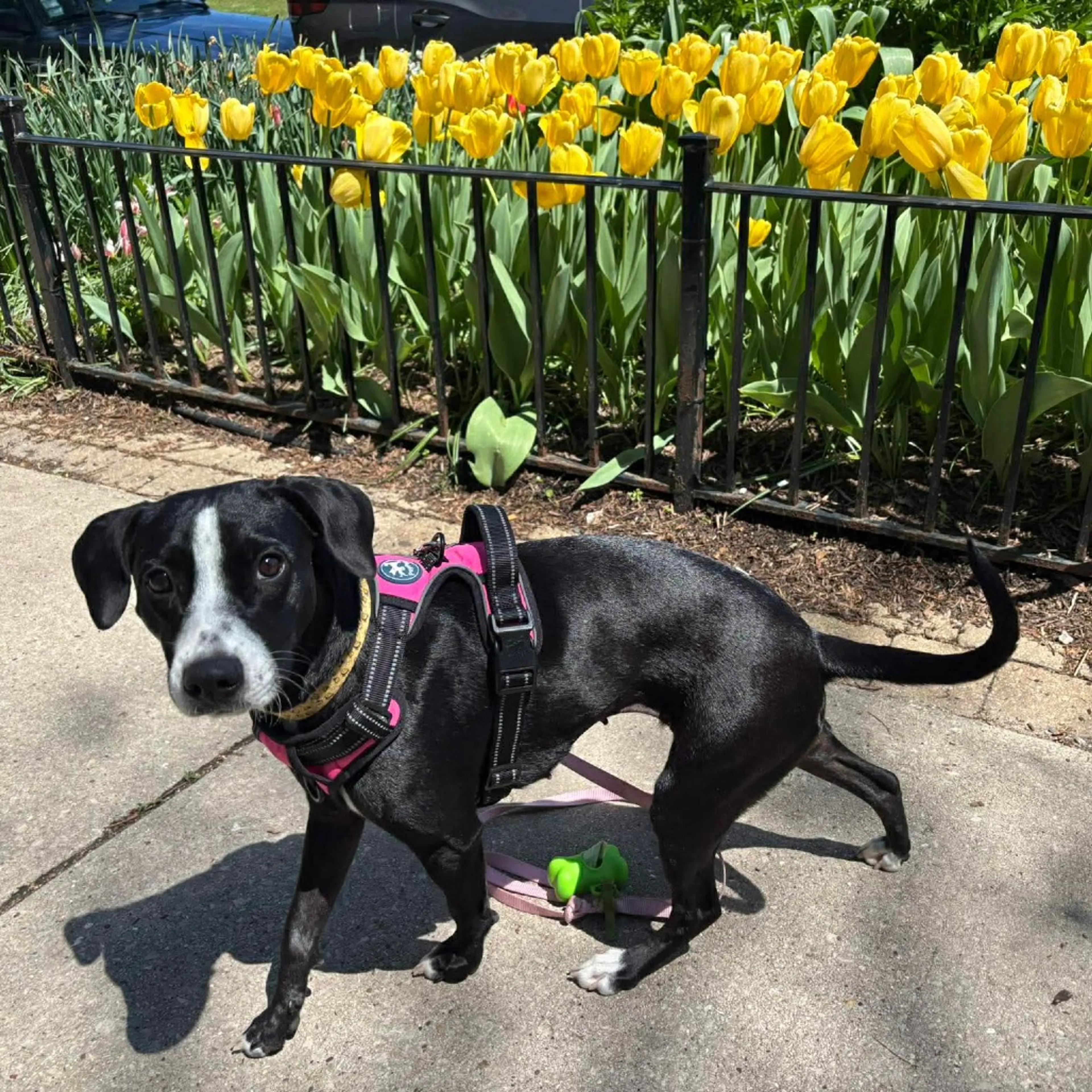 Found pet-12