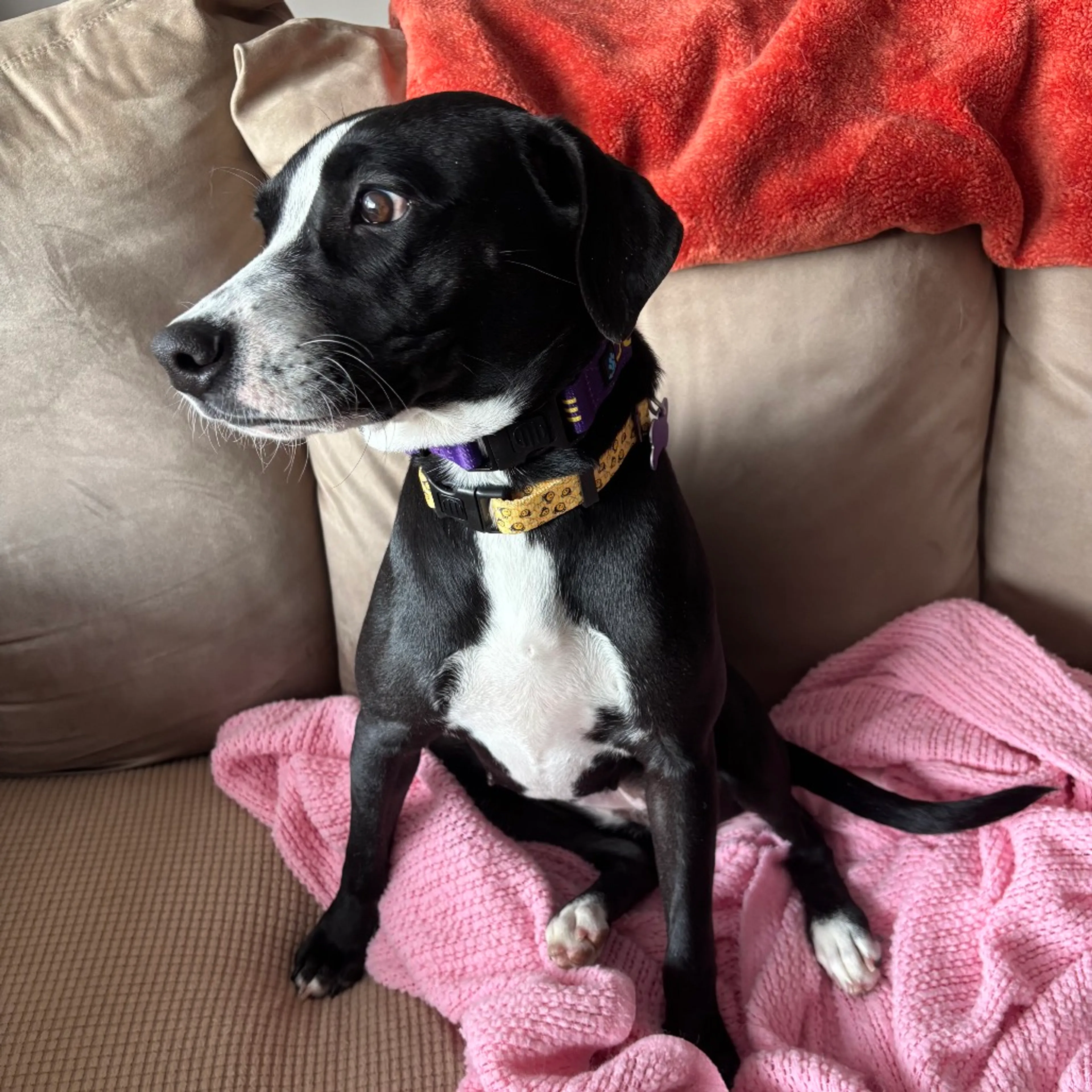 Found pet-2