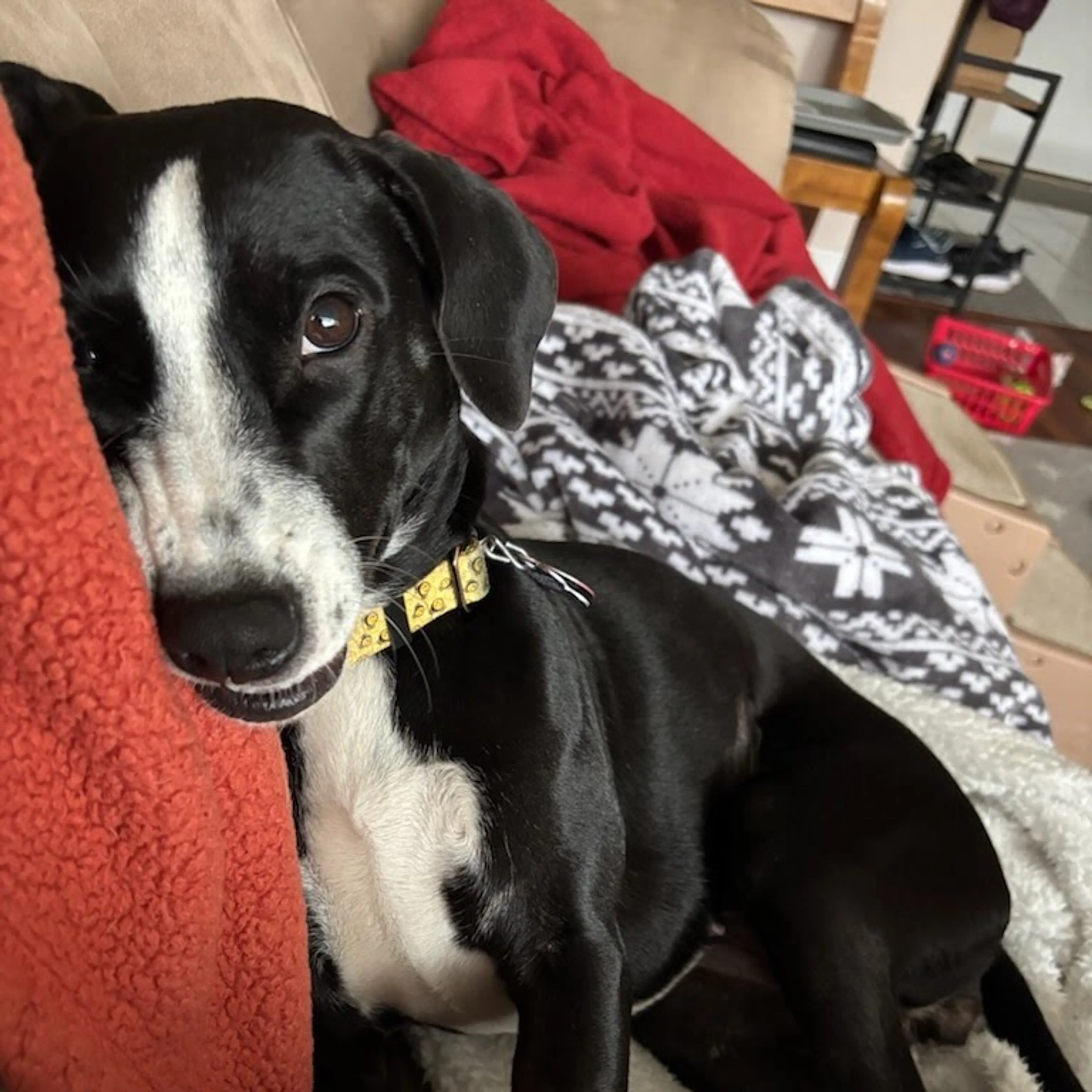 Found pet-14
