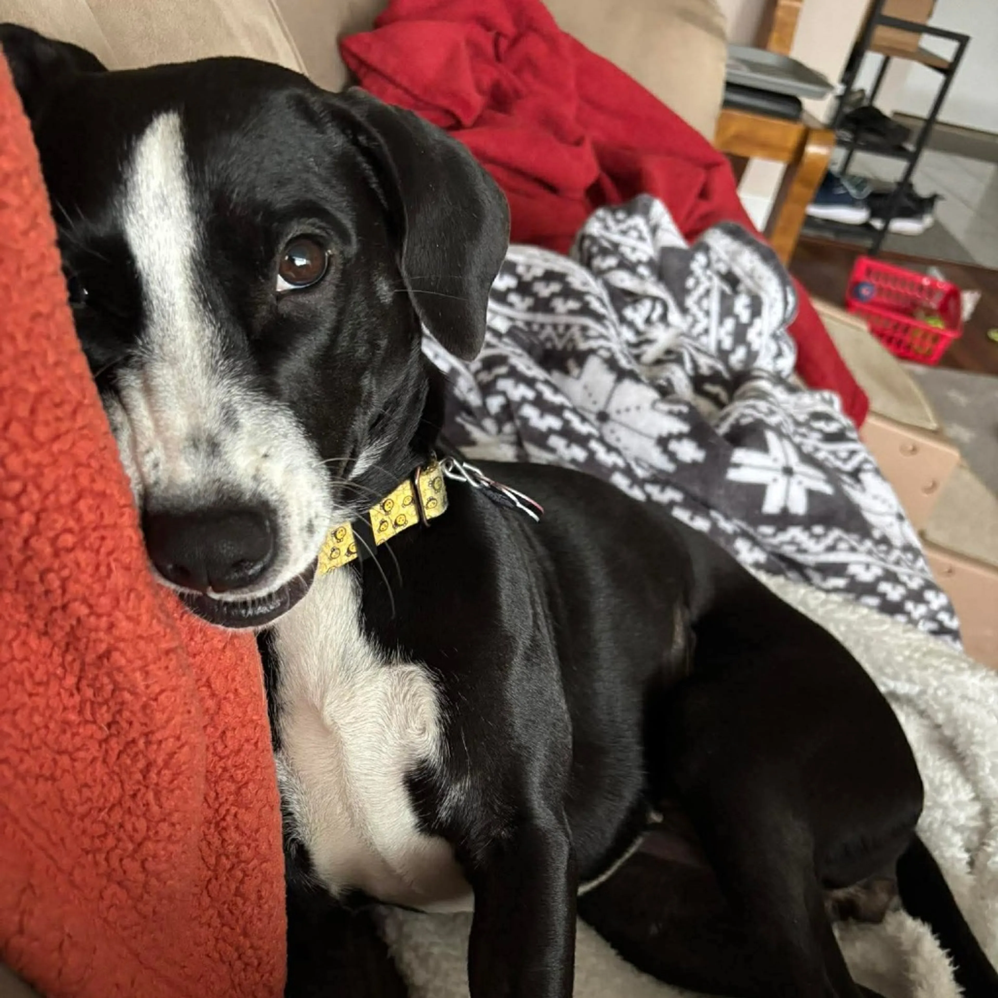Found pet-11