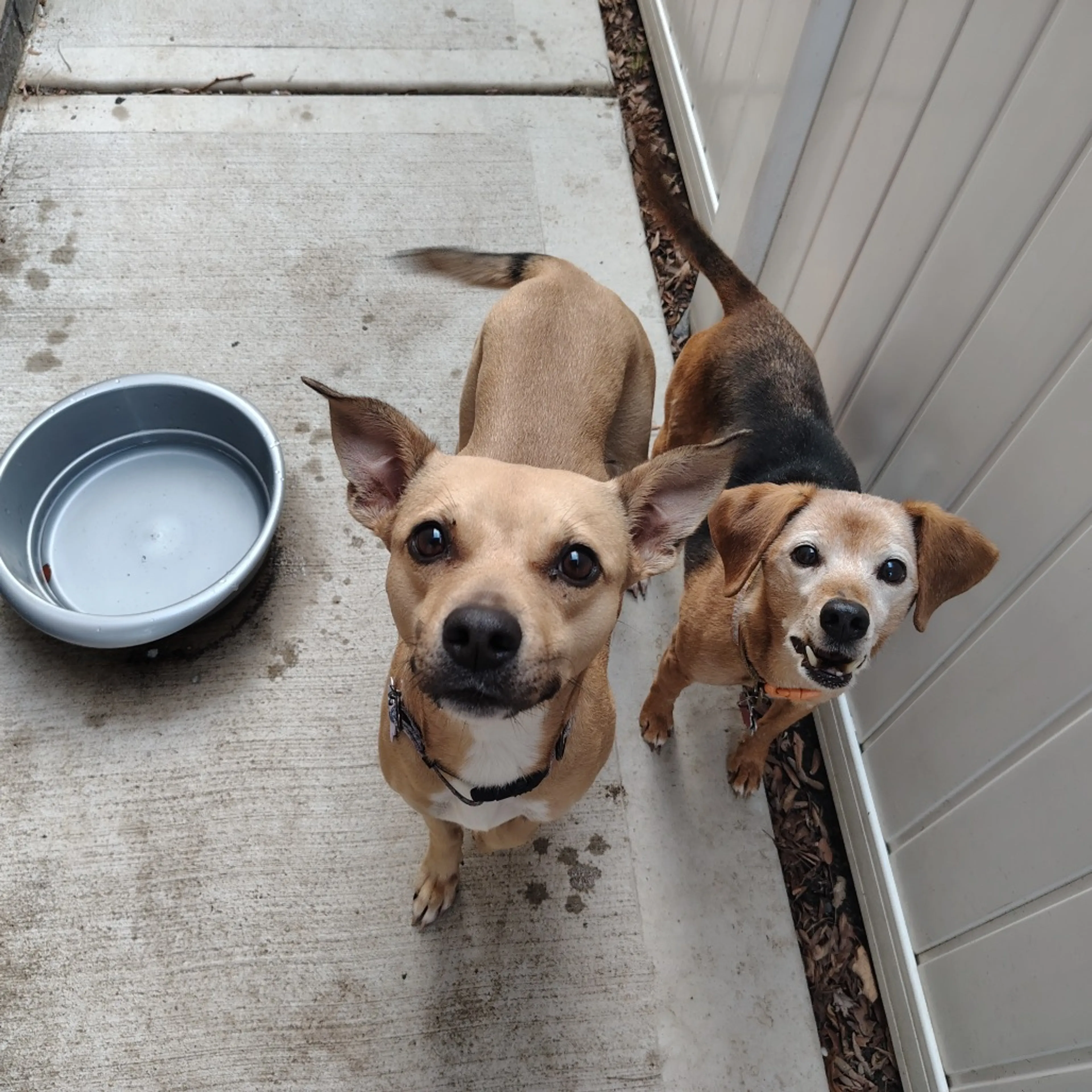 Found pet-43