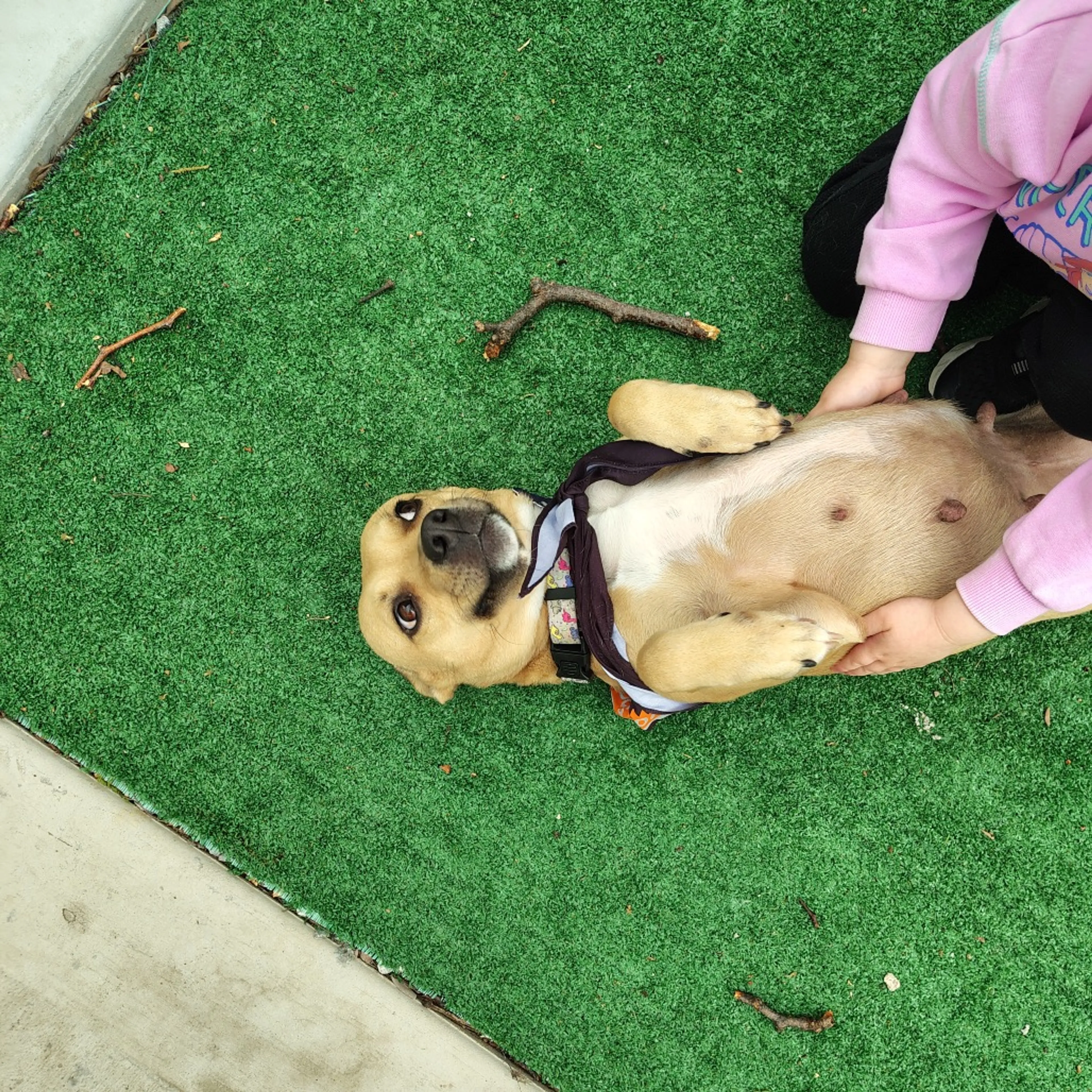 Found pet-47