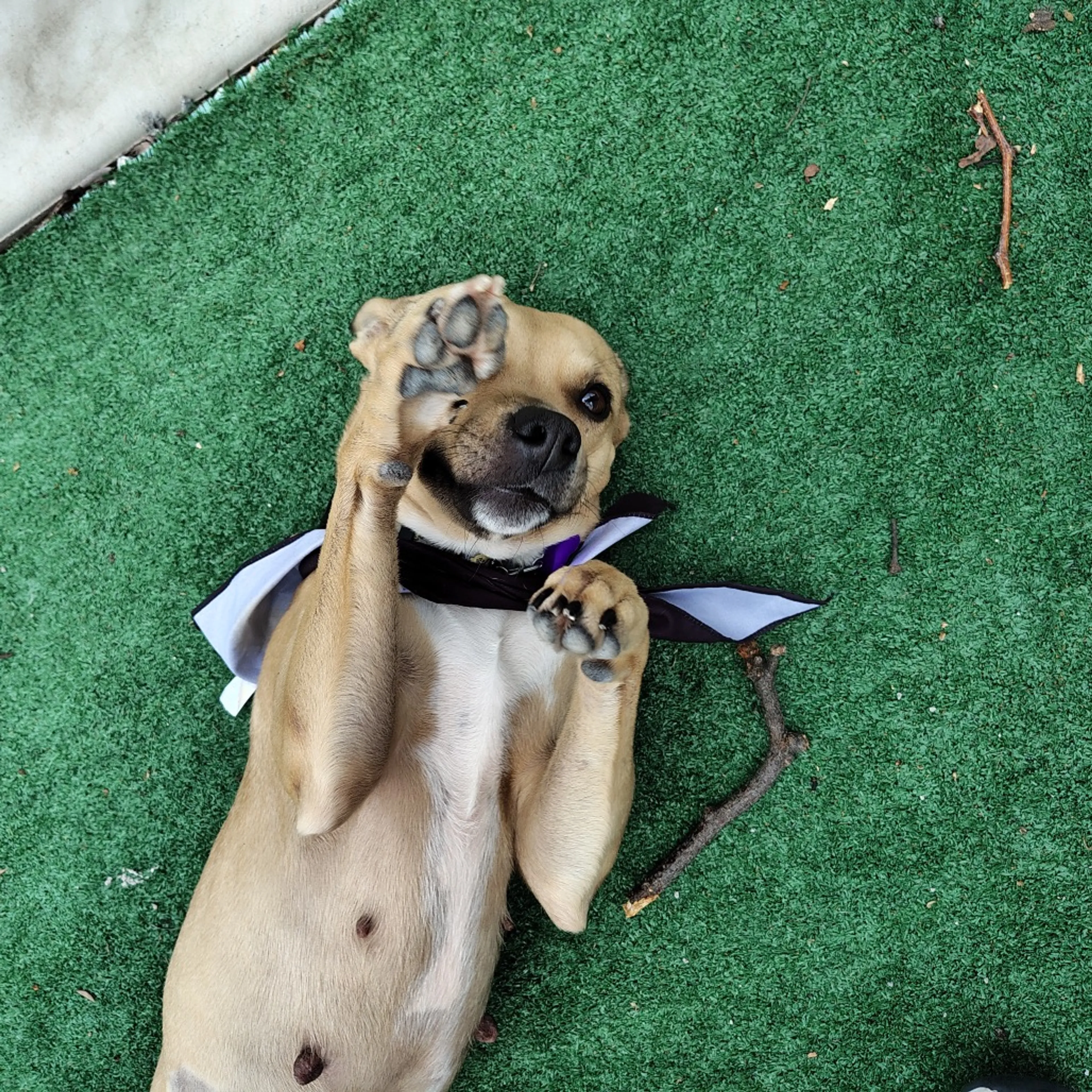 Found pet-49