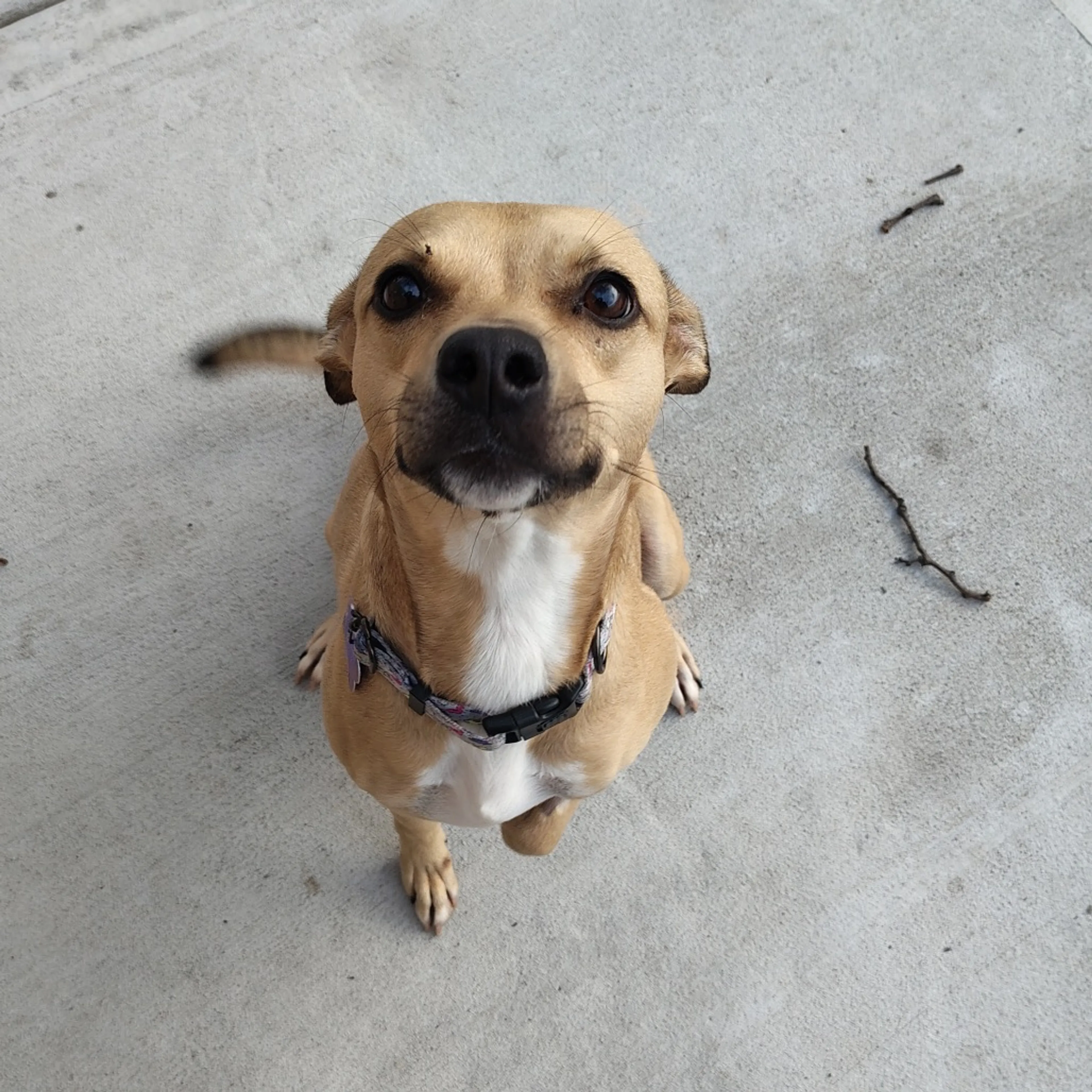 Found pet-0