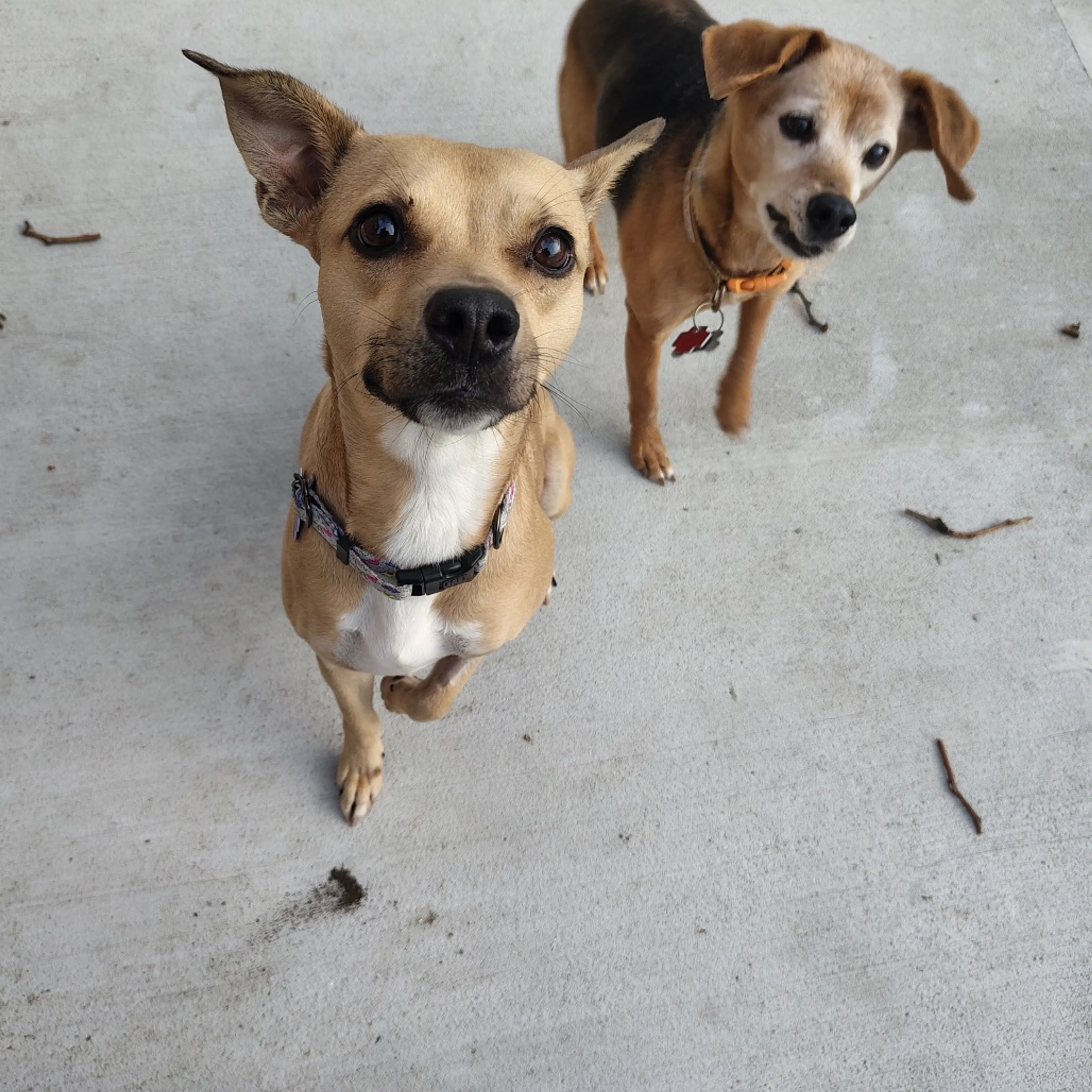 Found pet-37