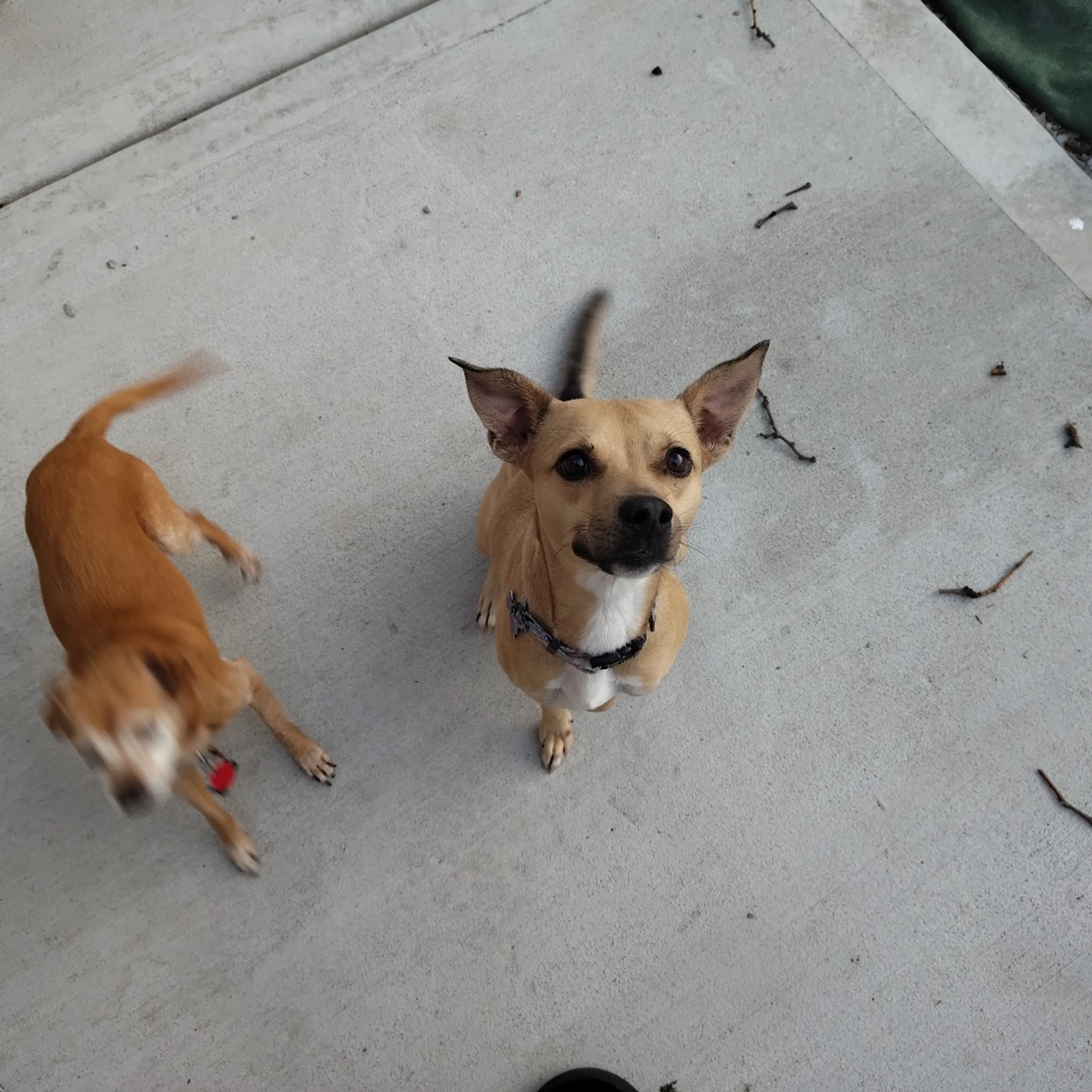 Found pet-31