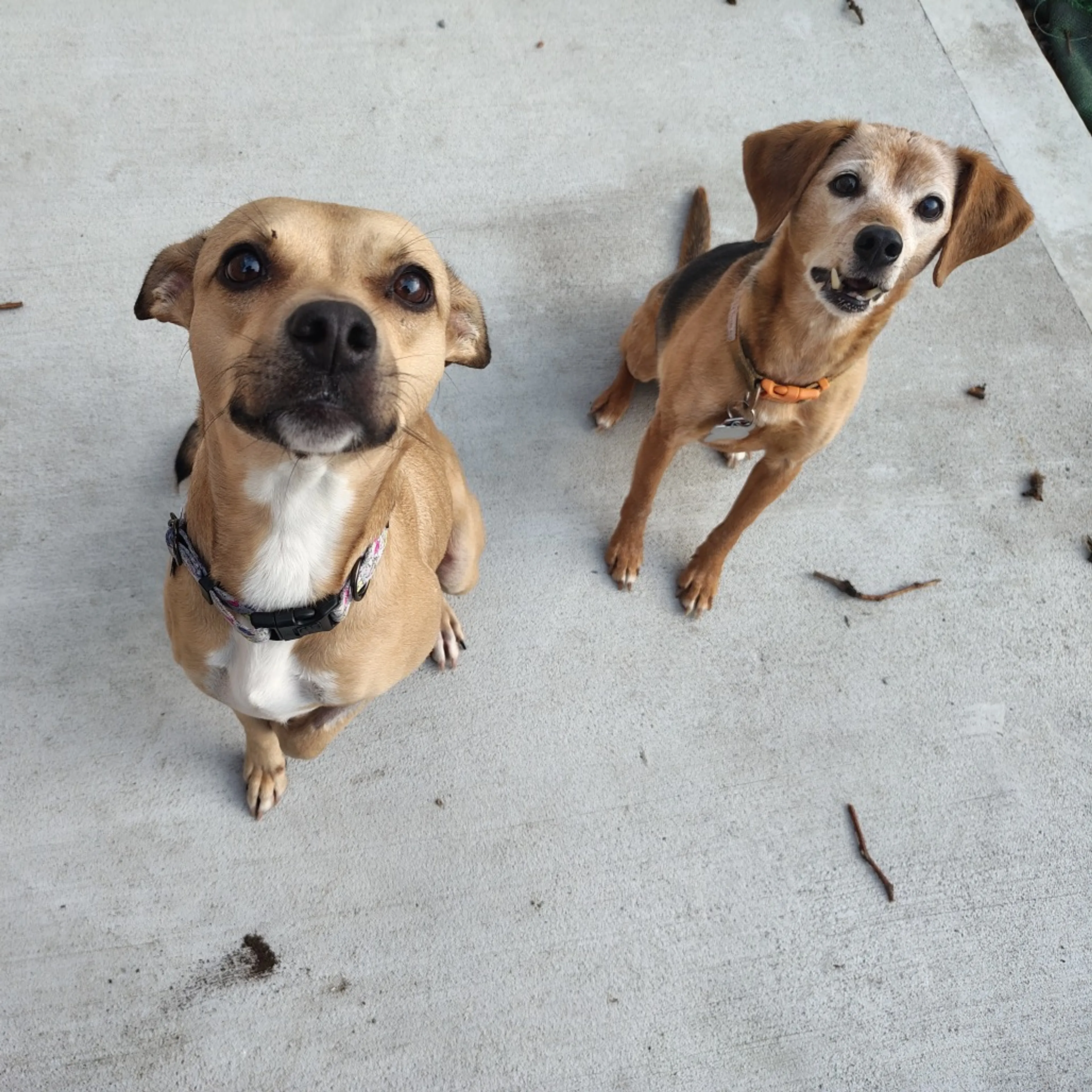Found pet-39