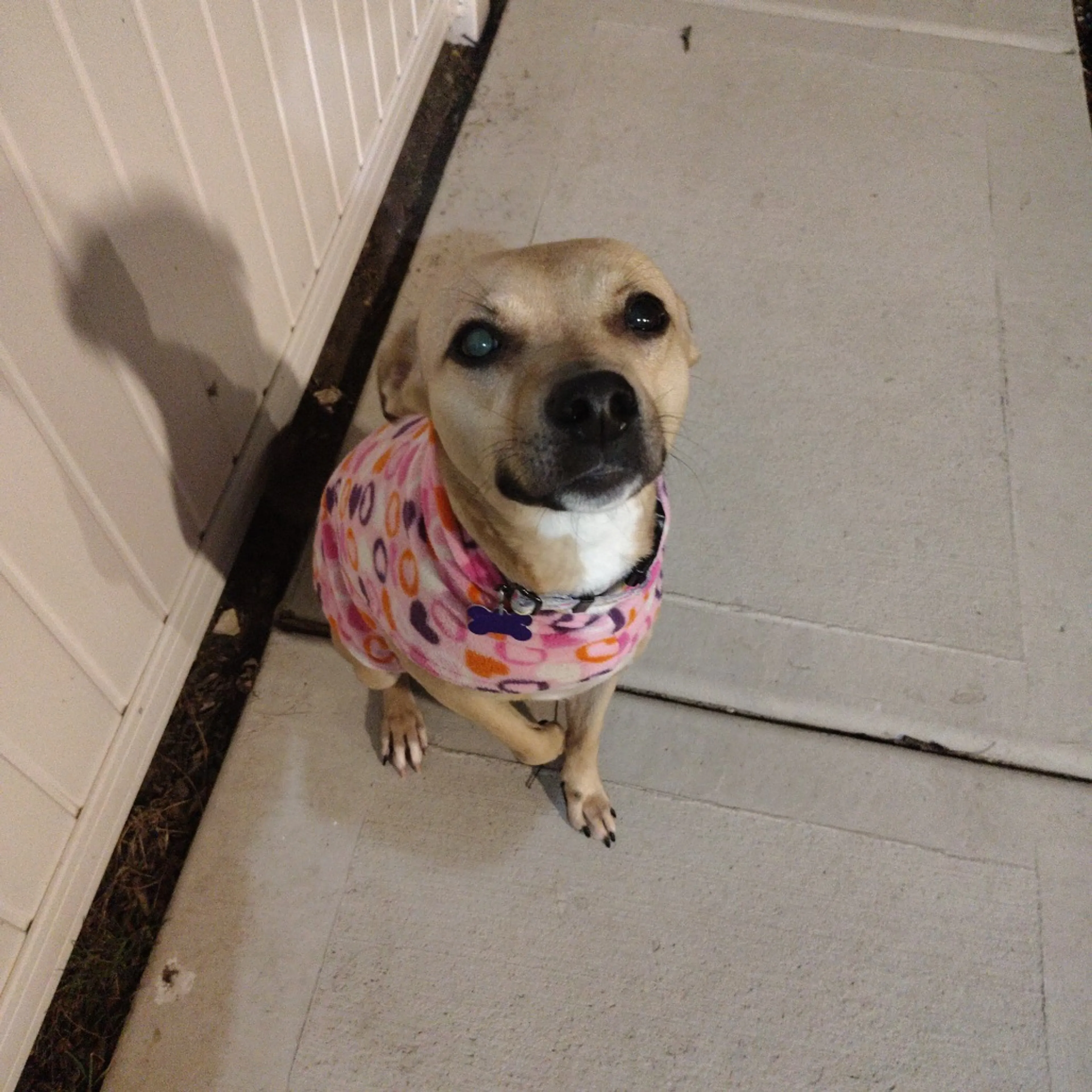 Found pet-18