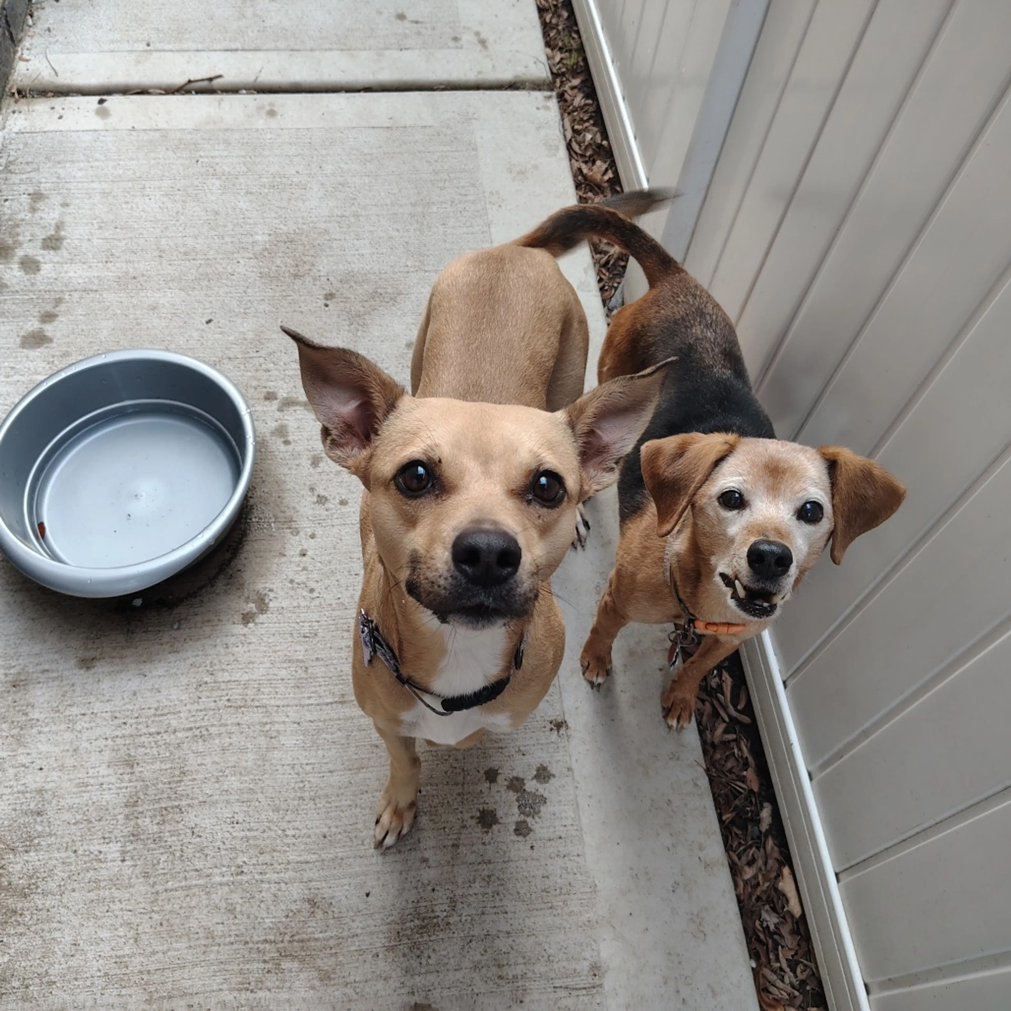 Found pet-41