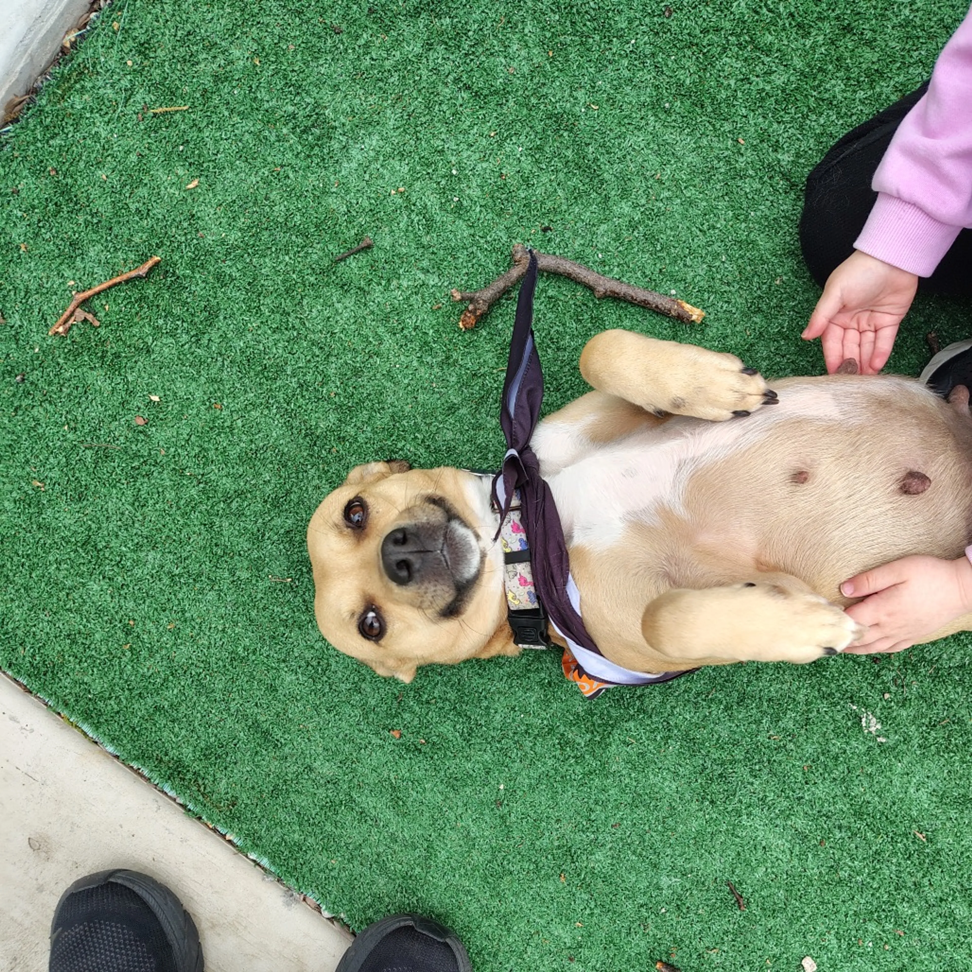 Found pet-48