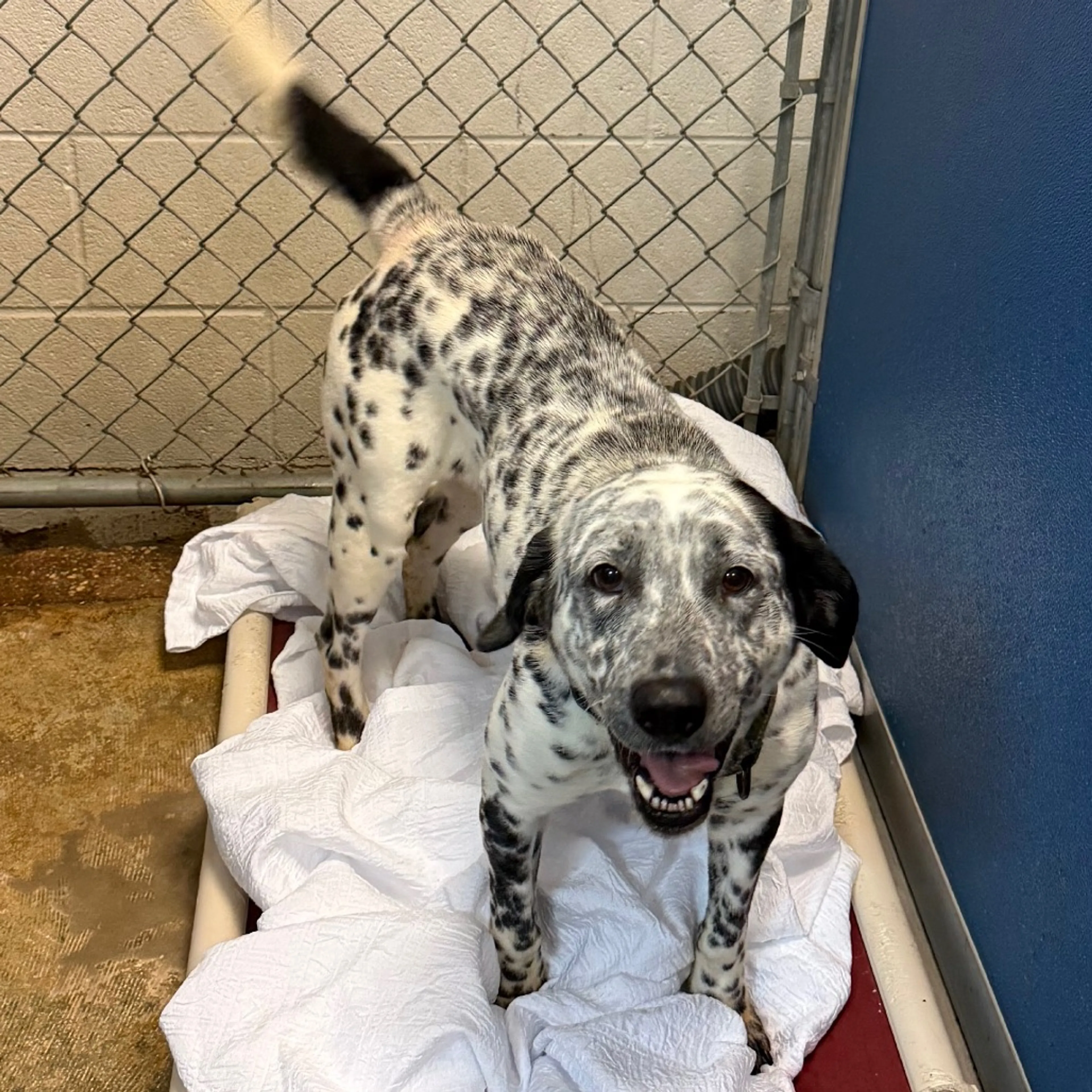 Found pet-1