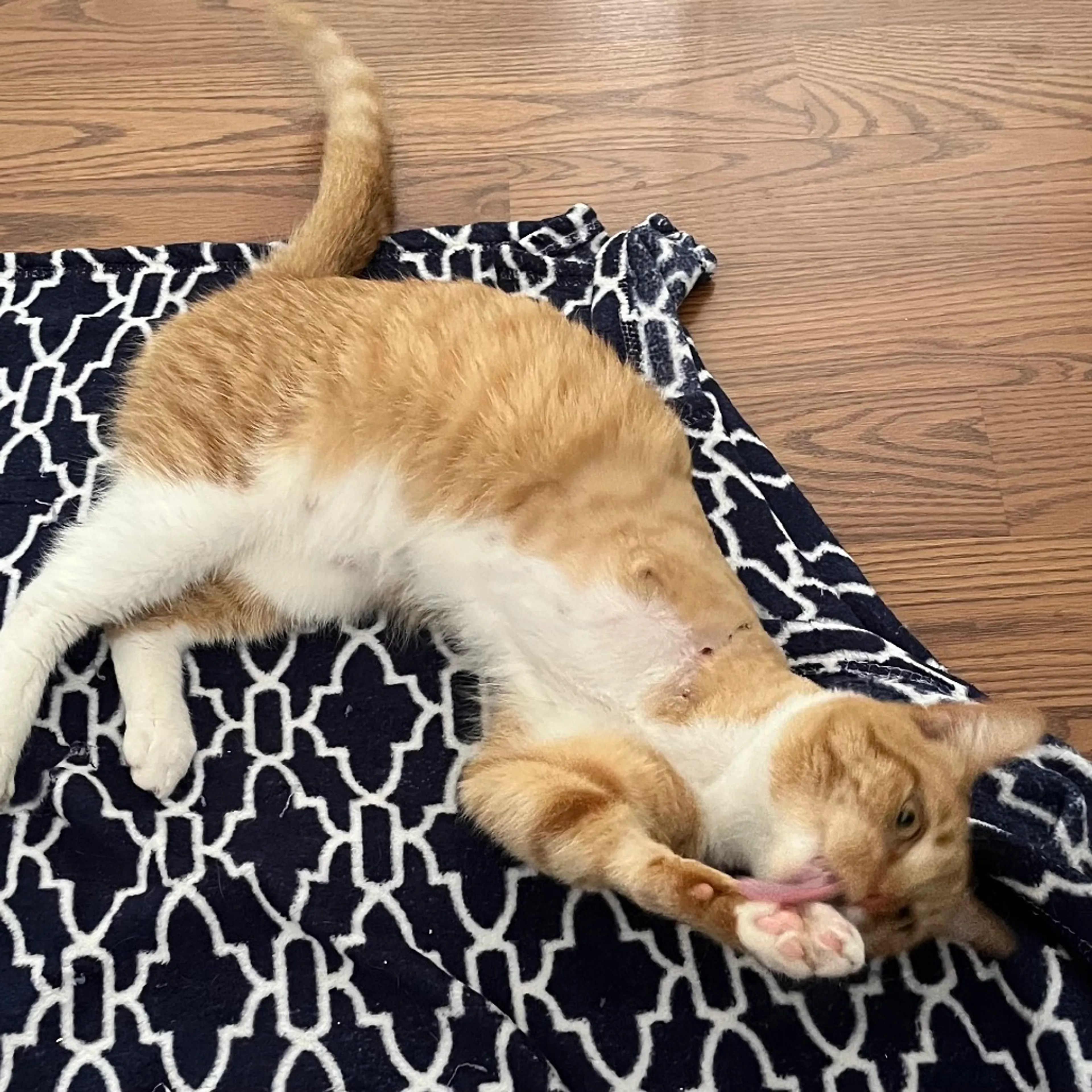 Found pet-4