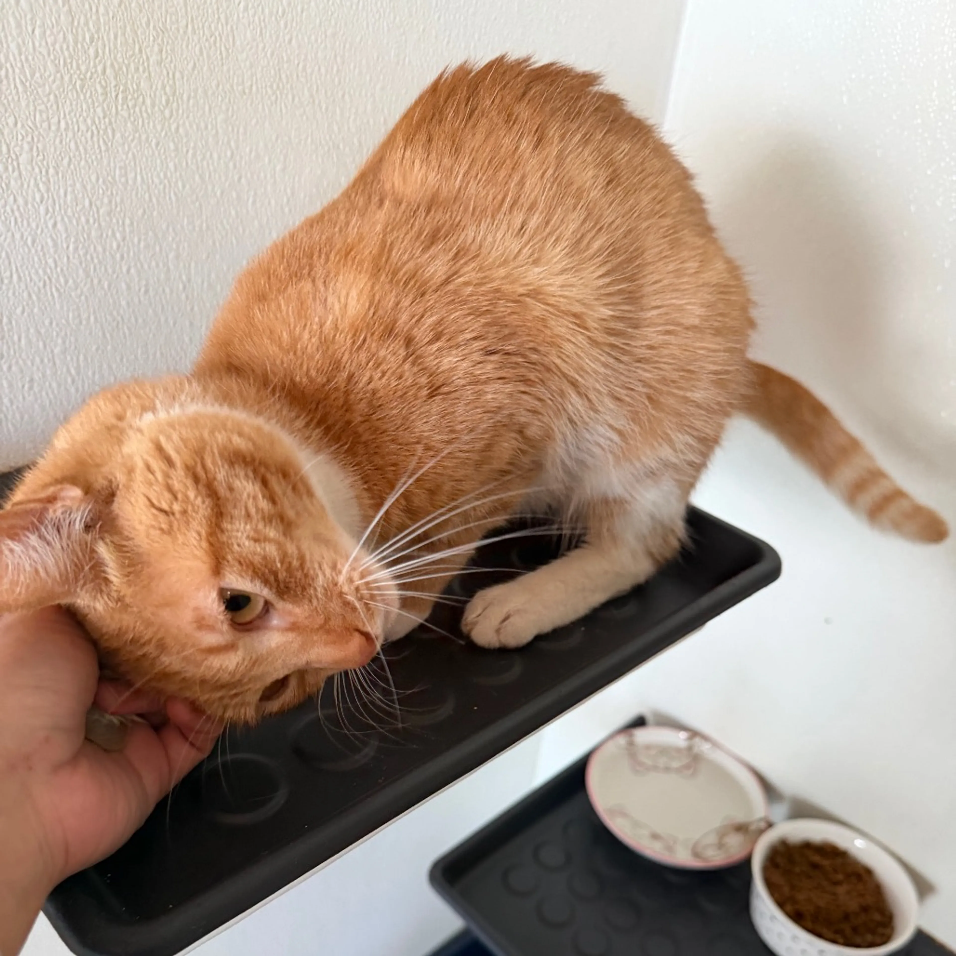 Found pet-8