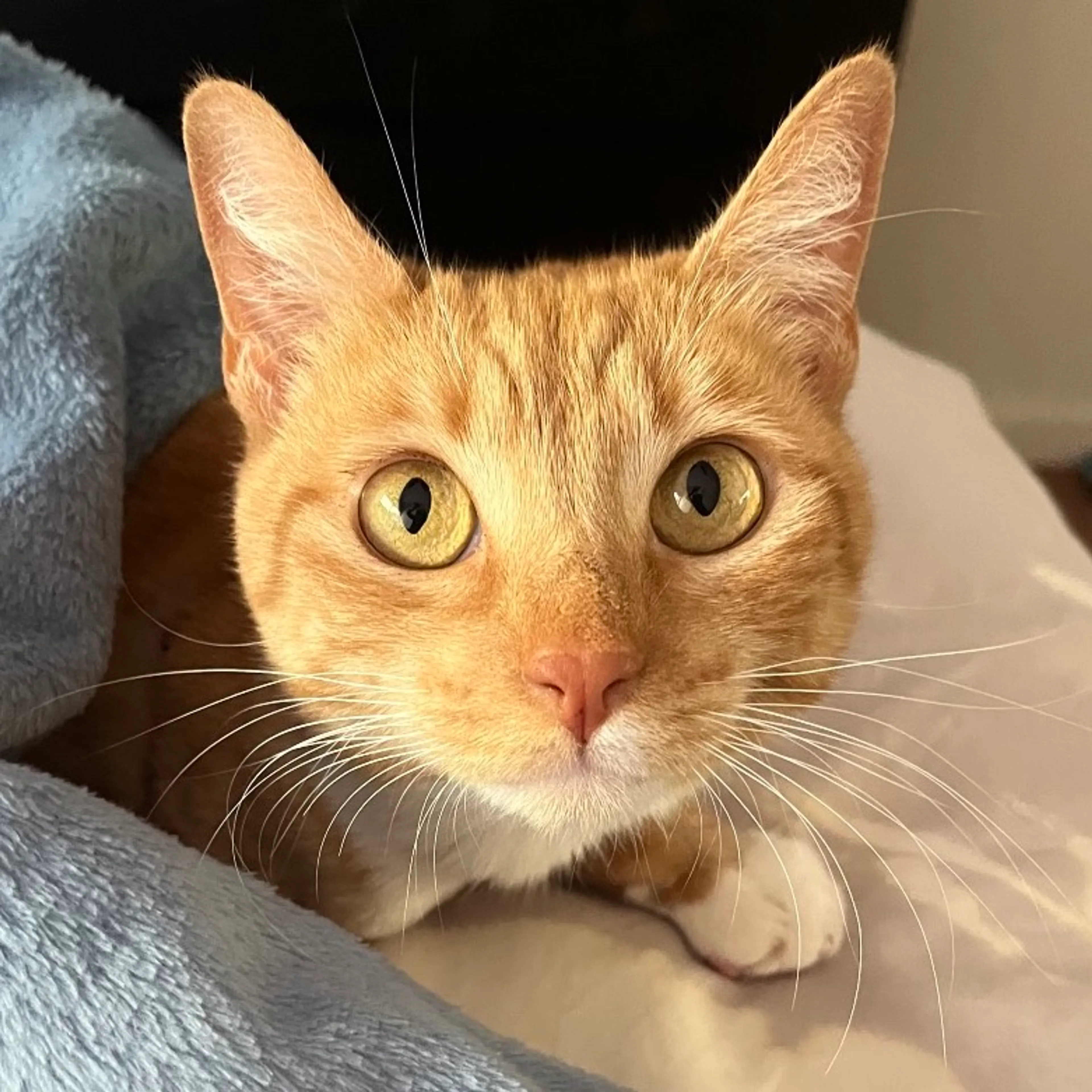 Found pet-0