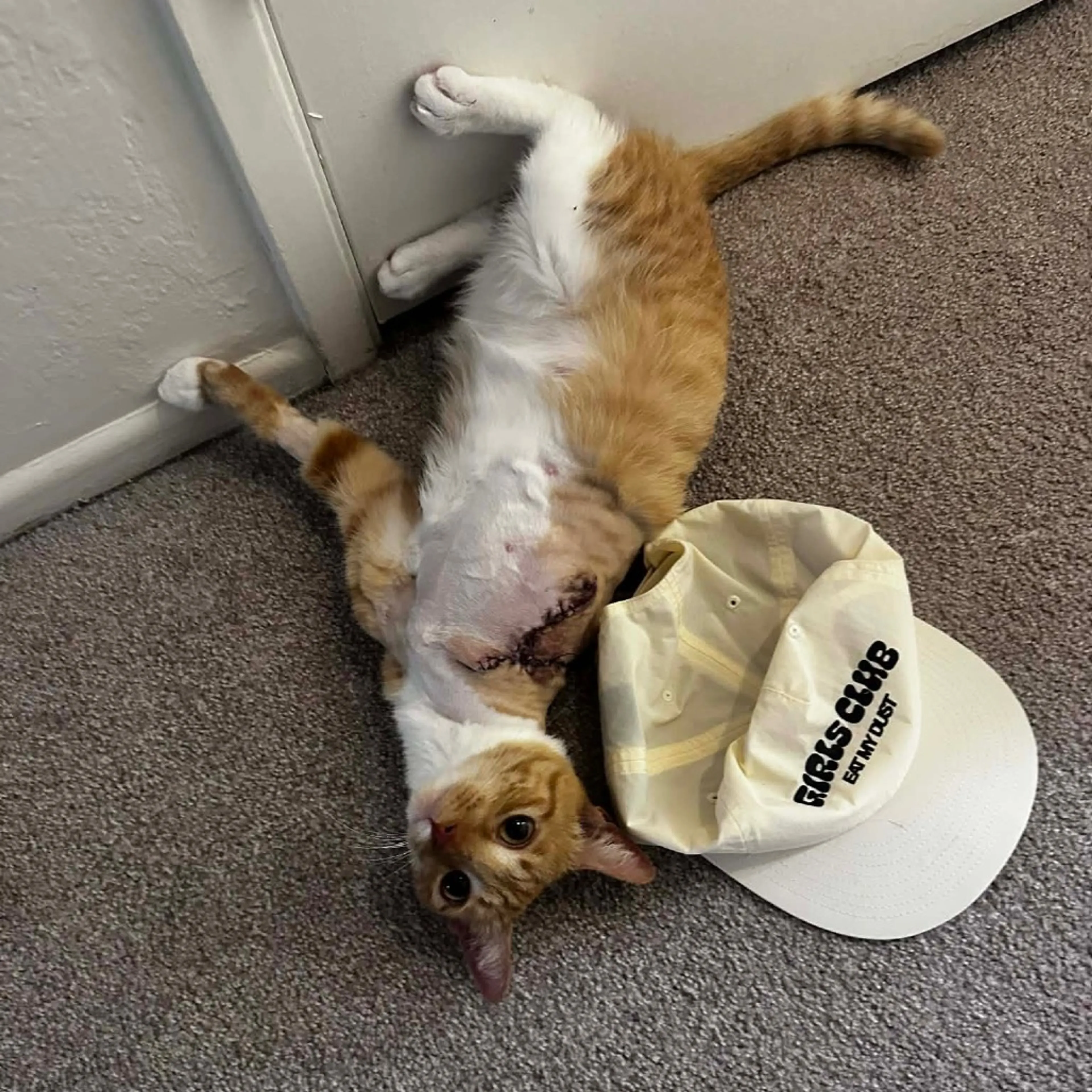 Found pet-1