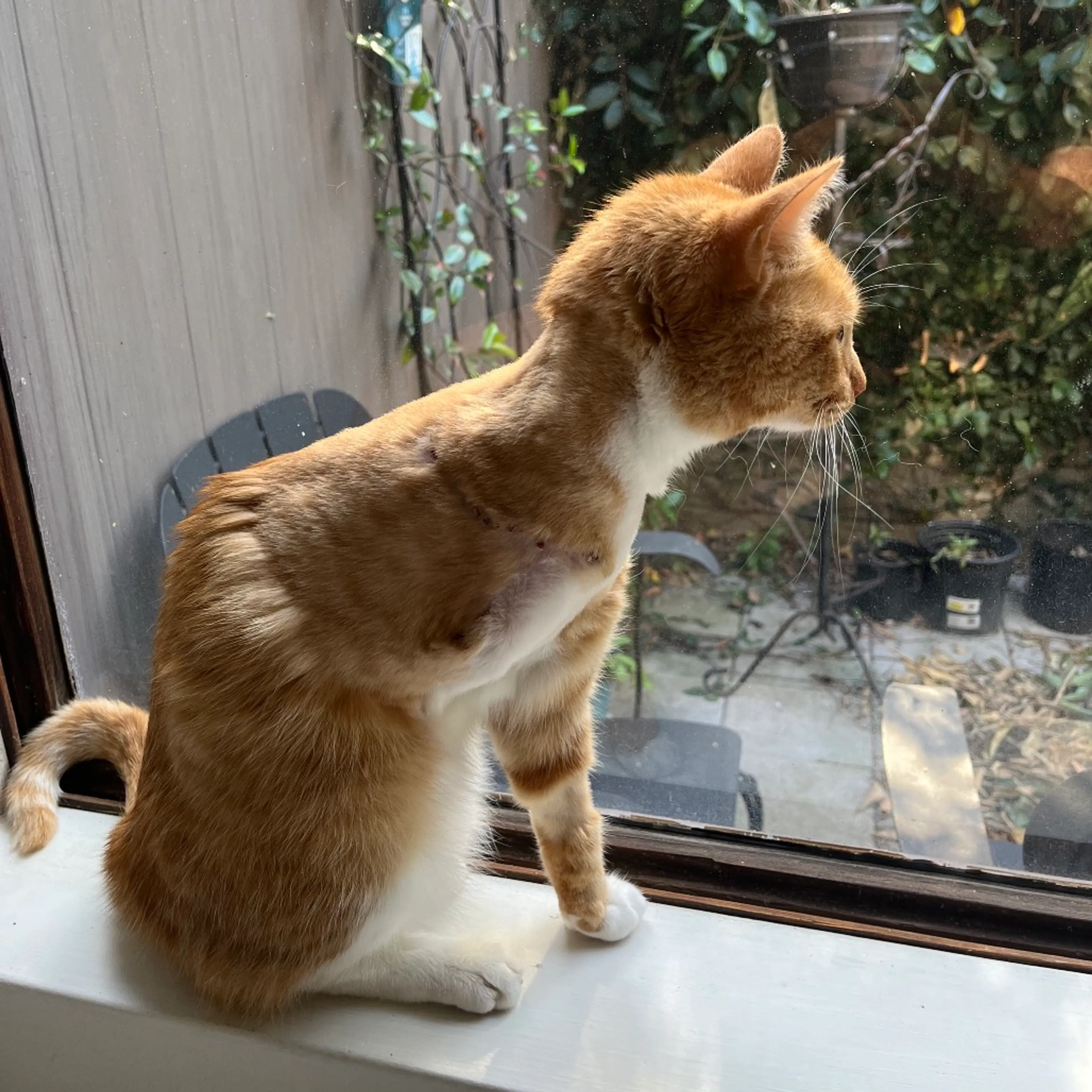 Found pet-3