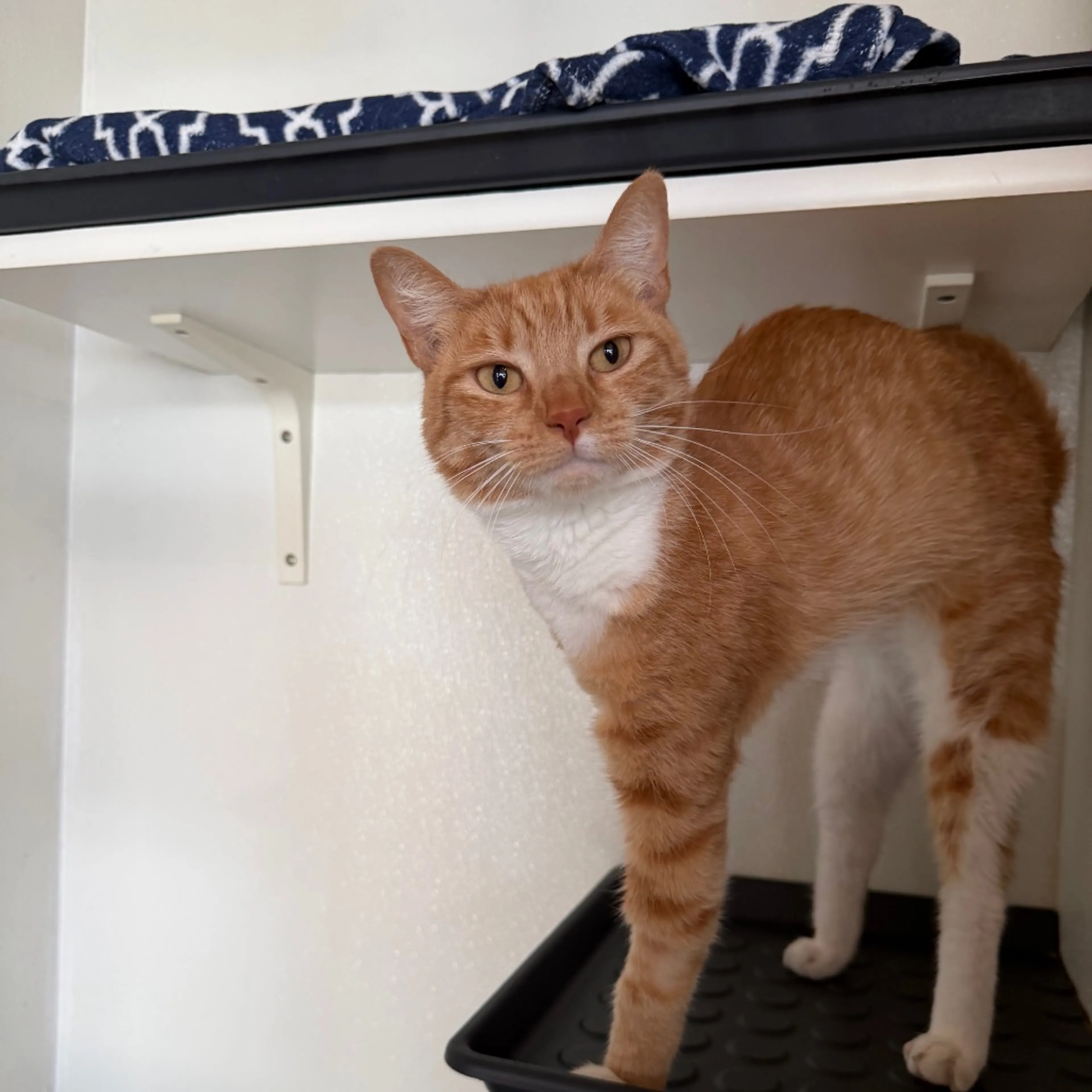 Found pet-9