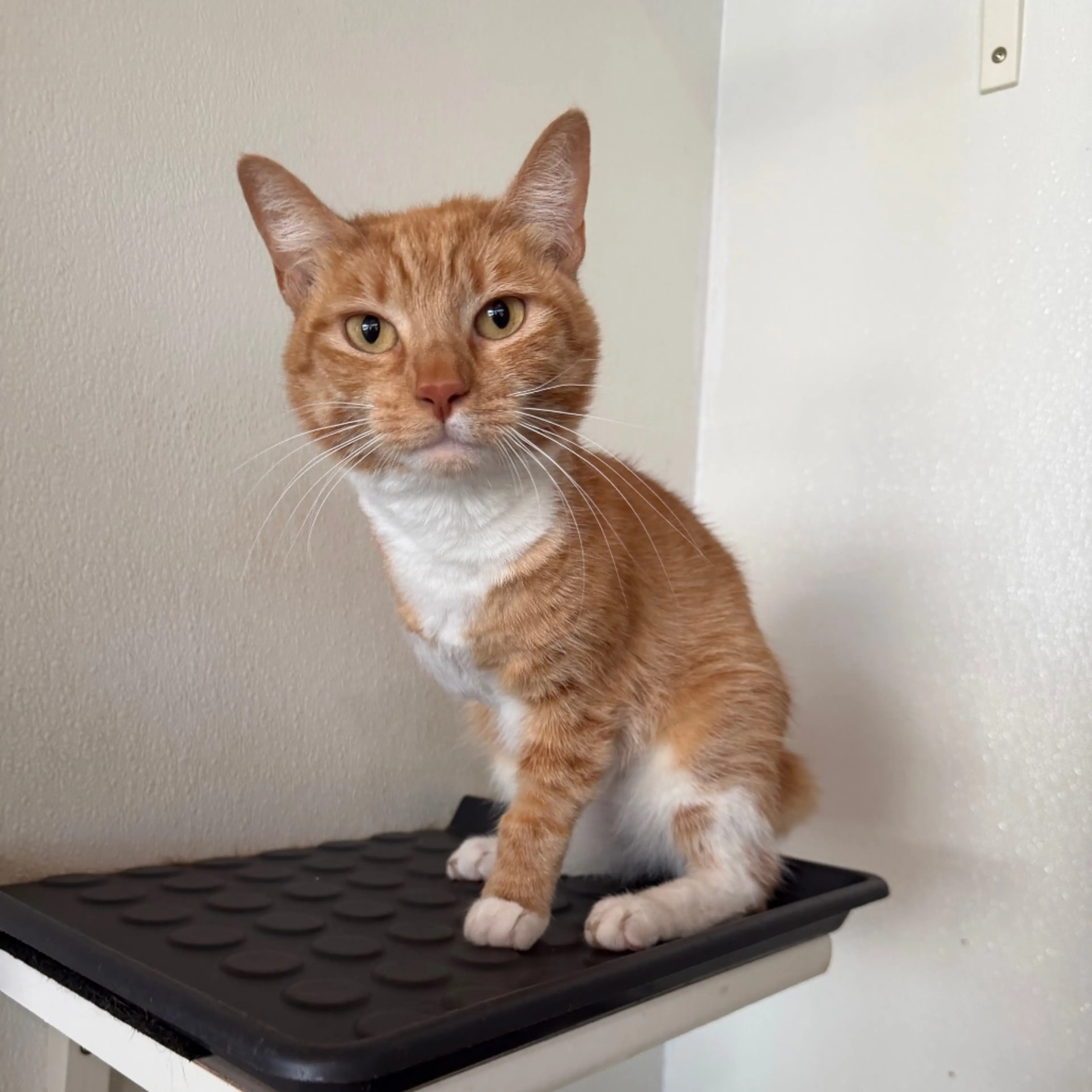 Found pet-7