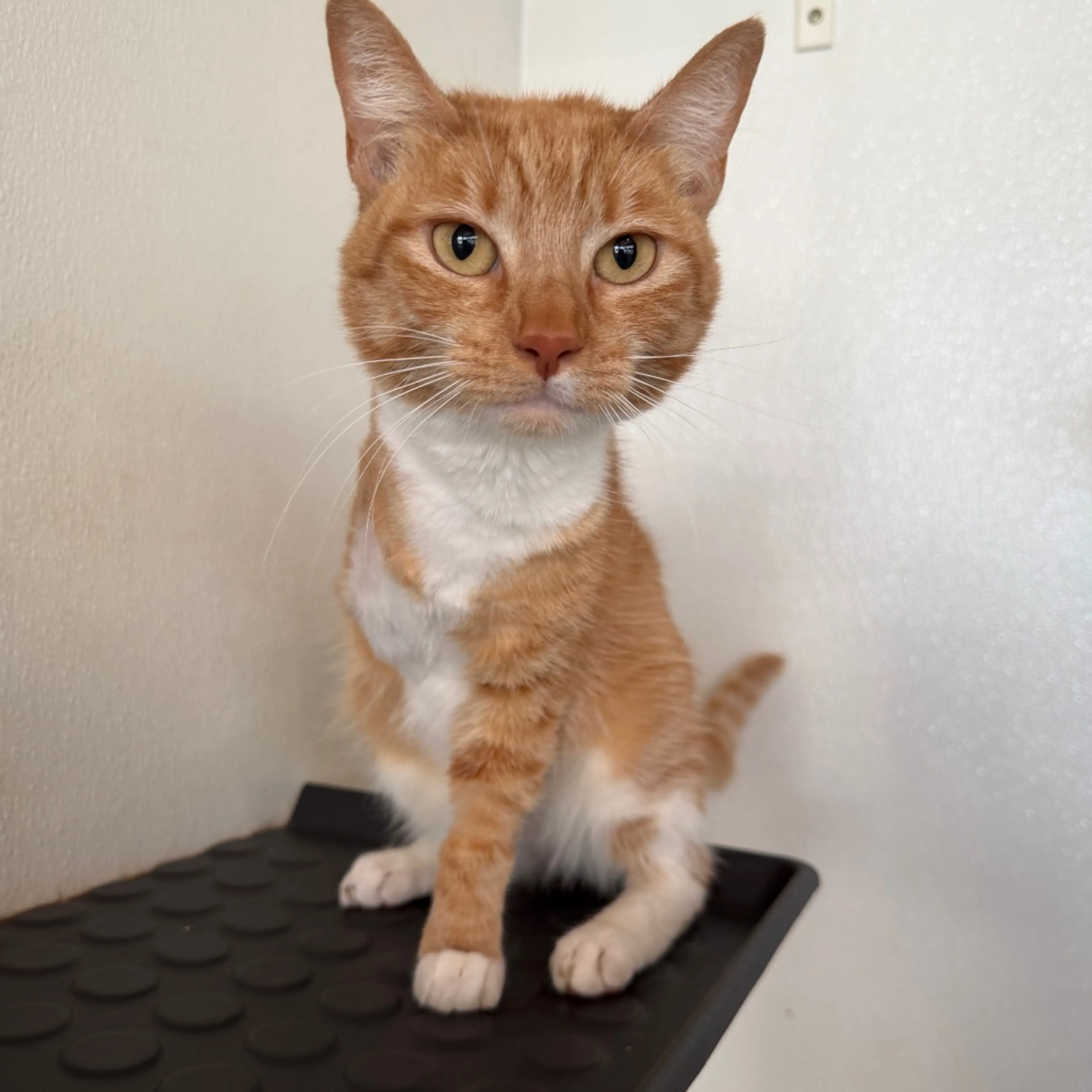 Found pet-6