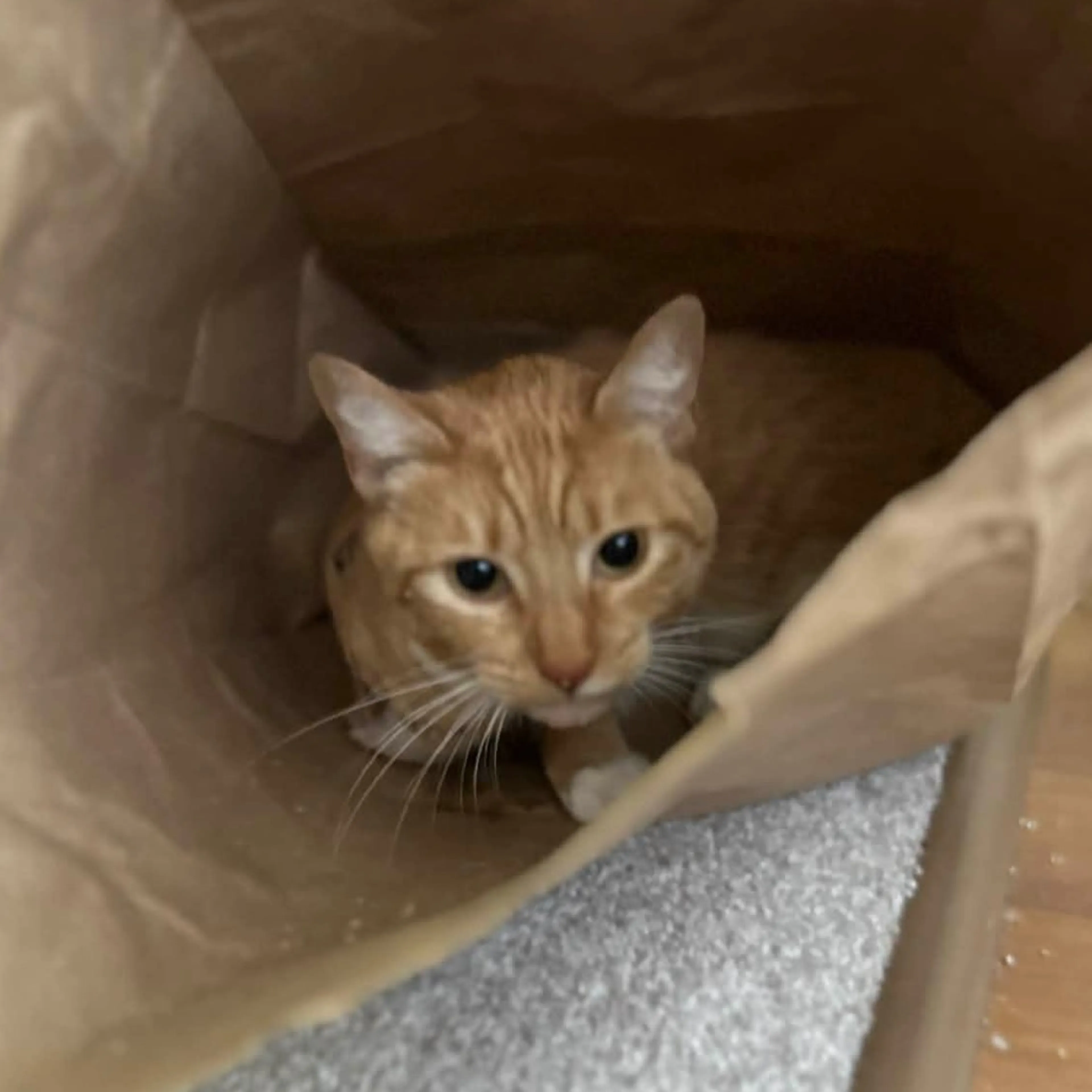 Found pet-2