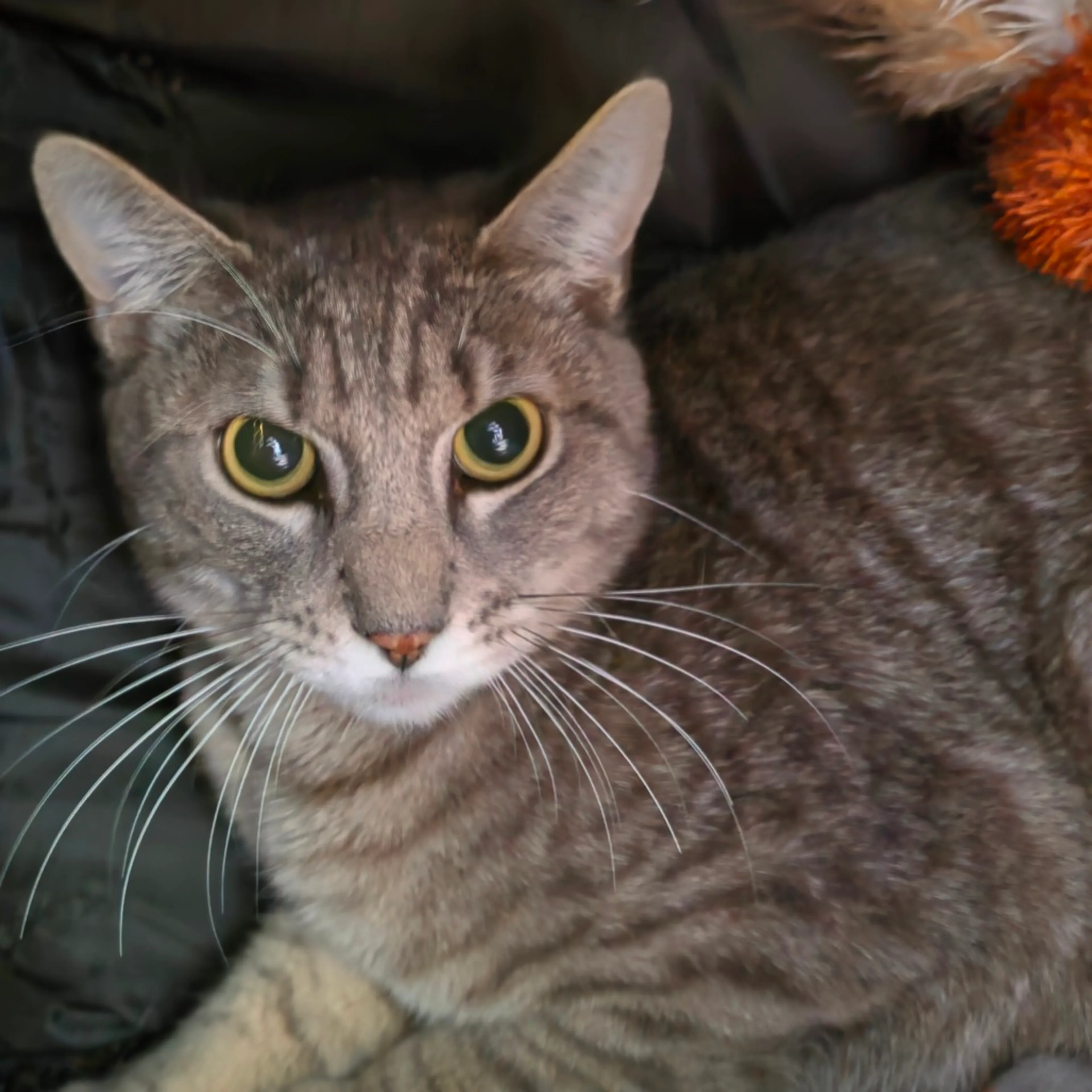 Found pet-2