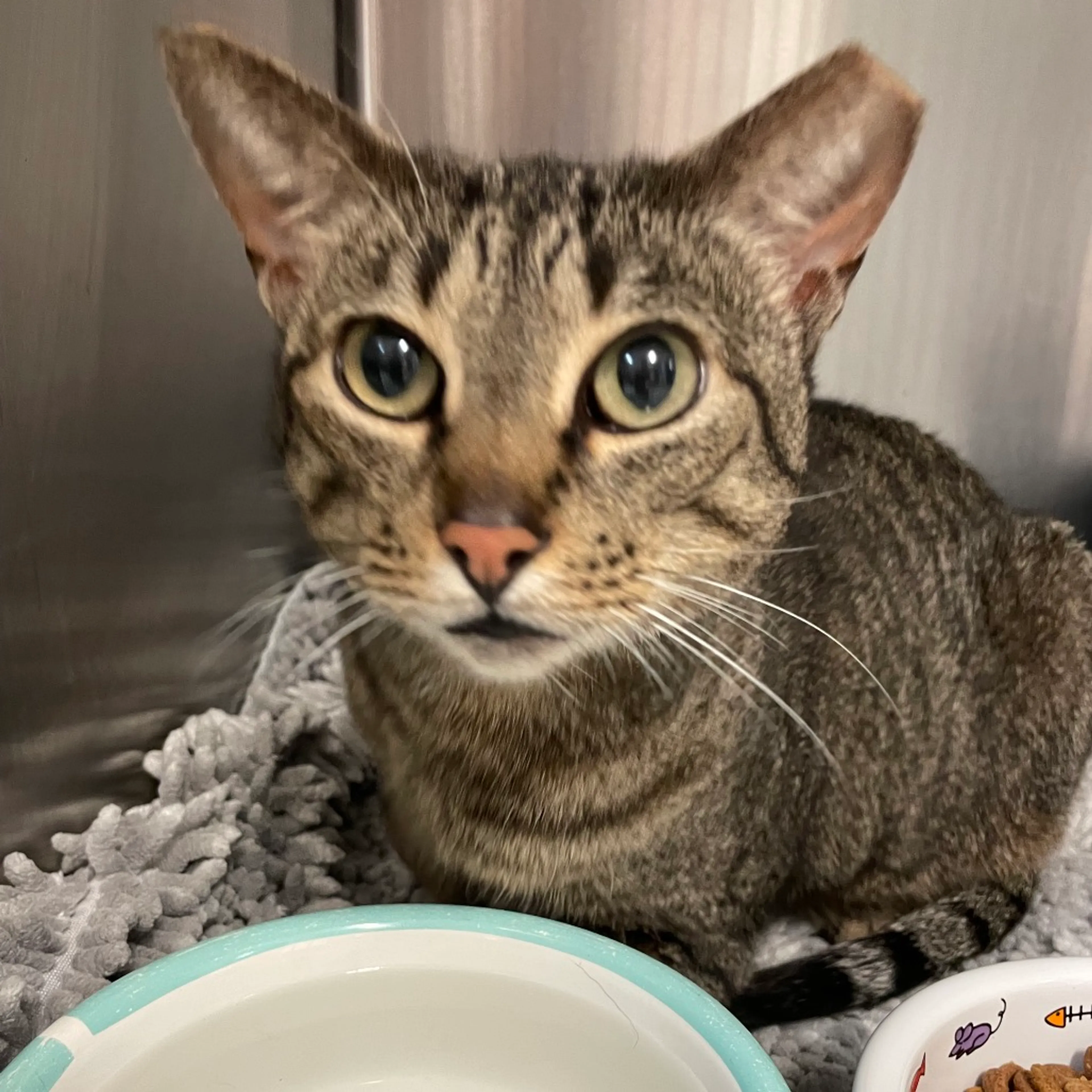Found pet