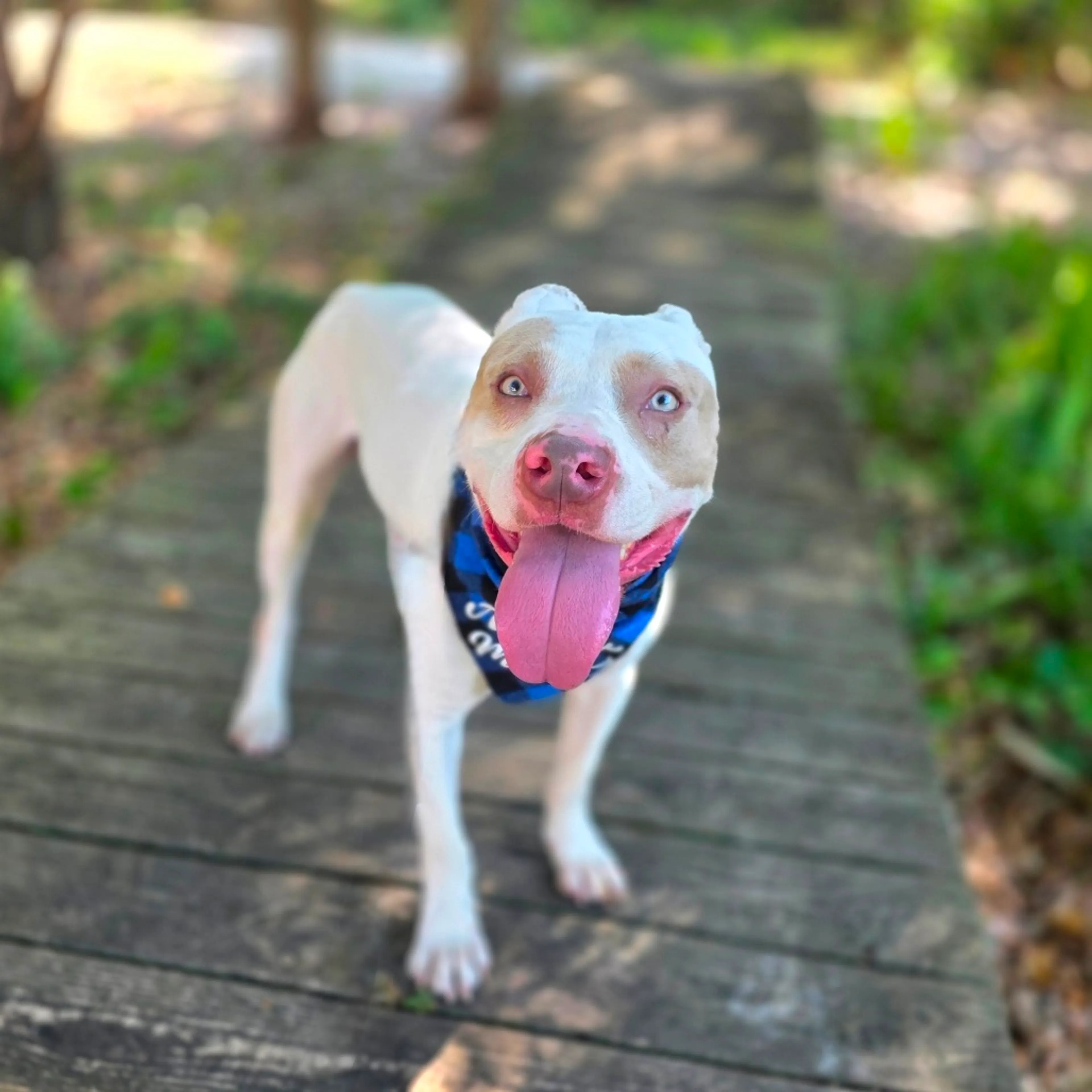 Found pet-2