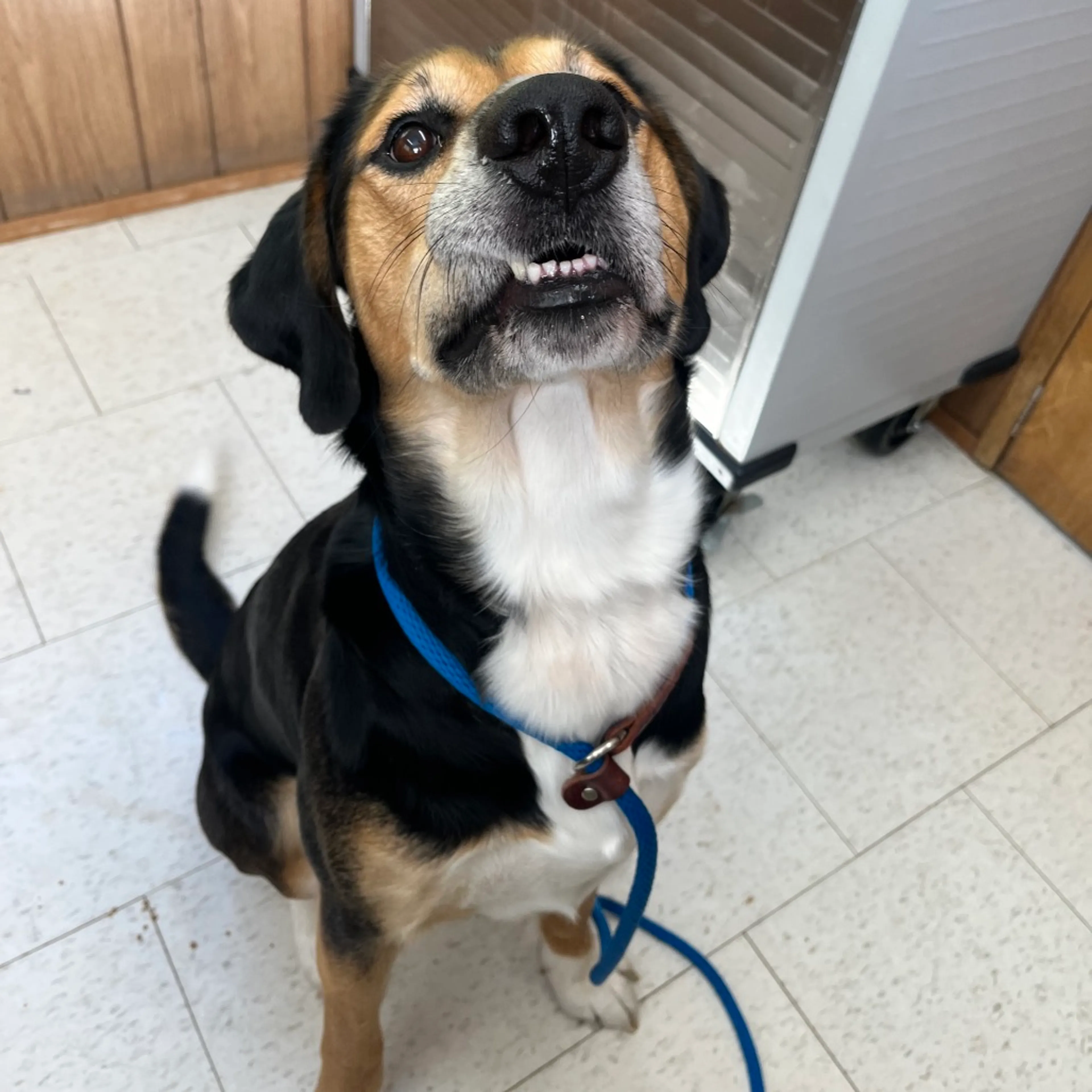 Found pet-1